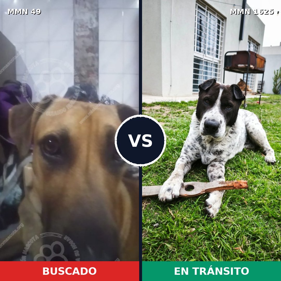 Comparativa MMS 33888: mascota perdida y mascota encontrada, 49% de similitud