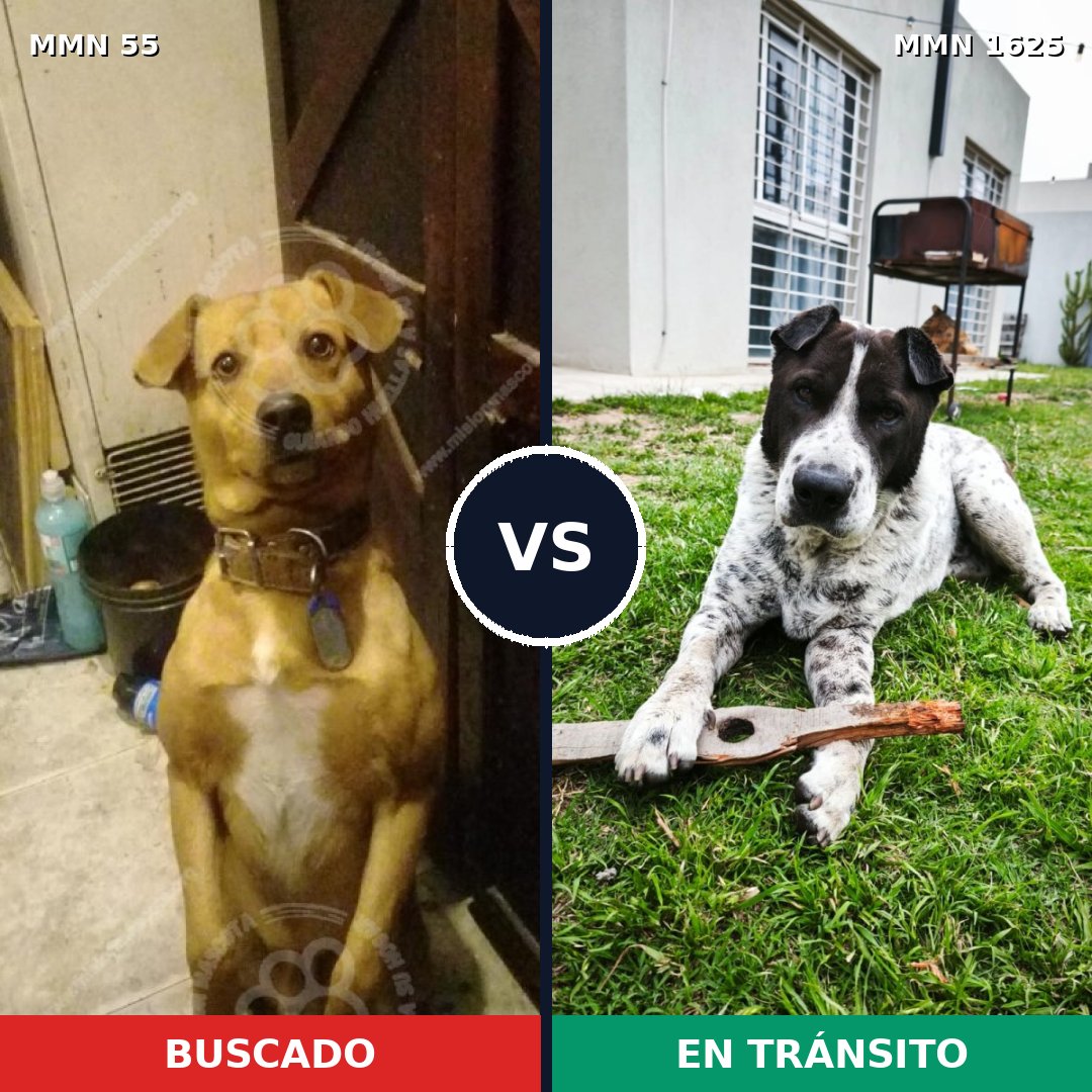 Comparativa MMS 33889: mascota perdida y mascota encontrada, 64% de similitud