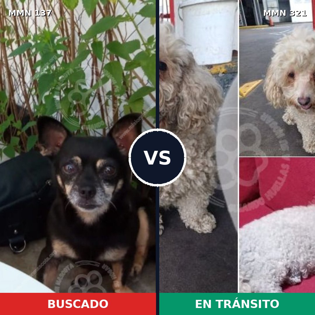 Comparativa MMS 3389: mascota perdida y mascota encontrada, 63% de similitud