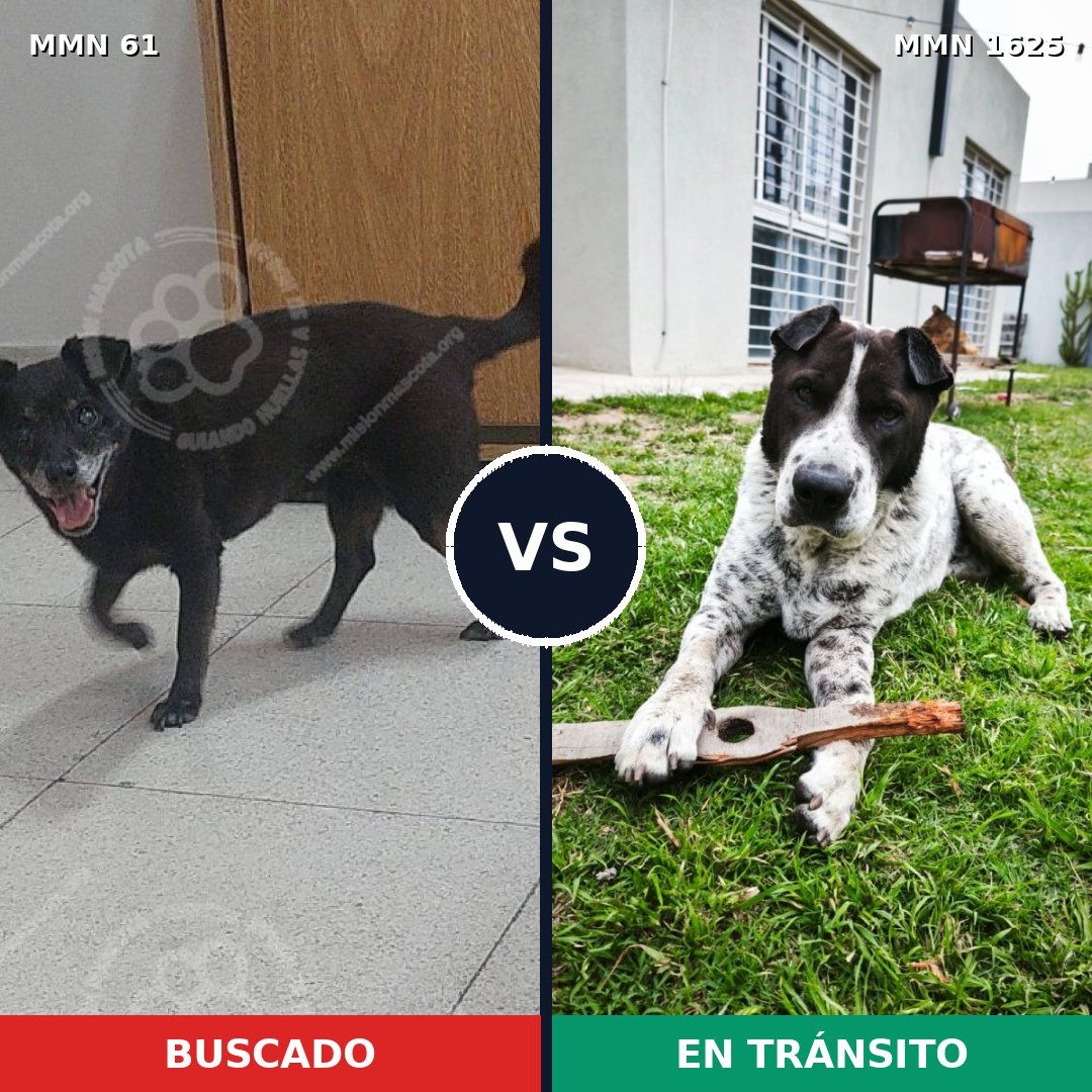 Comparativa MMS 33890: mascota perdida y mascota encontrada, 62% de similitud