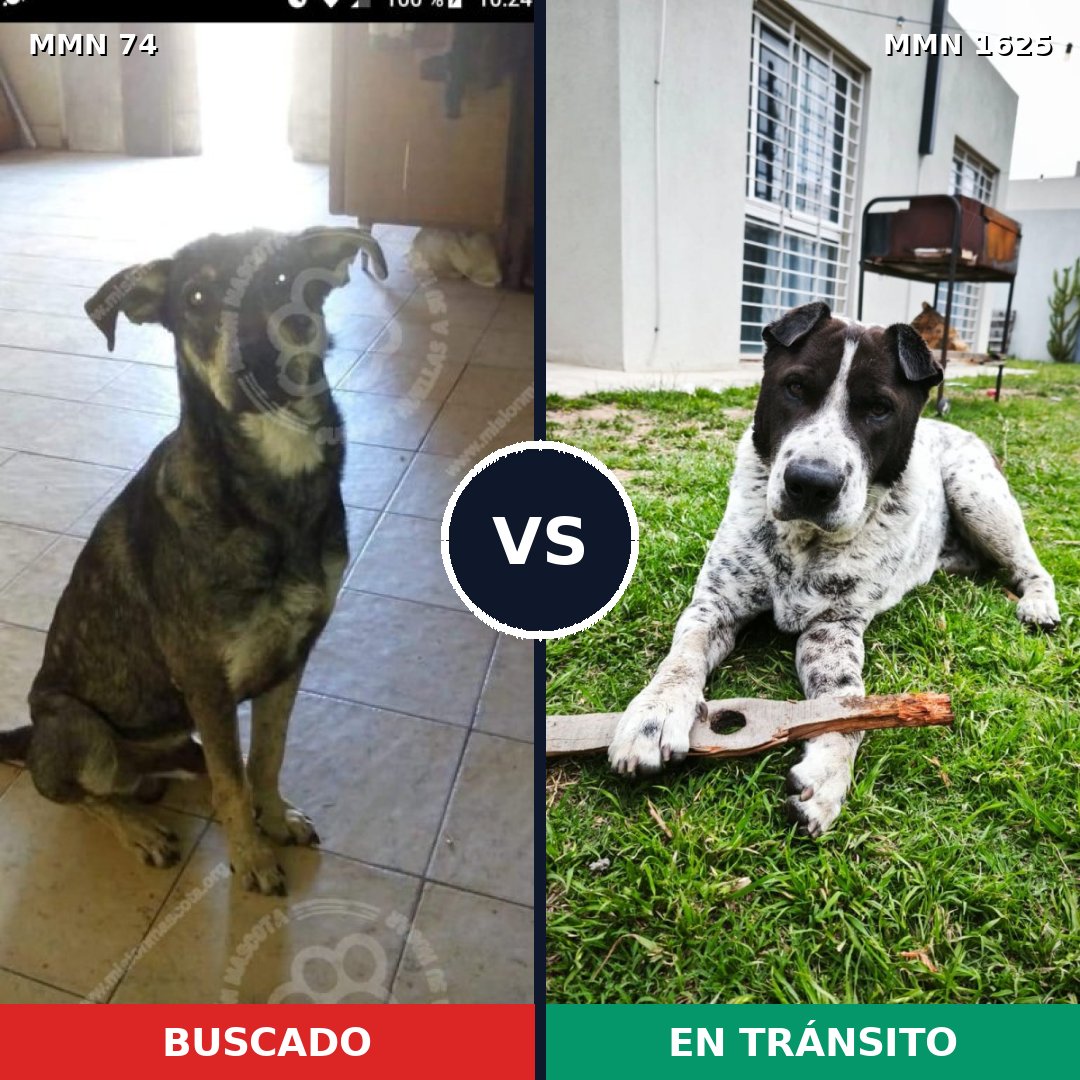 Comparativa MMS 33891: mascota perdida y mascota encontrada, 50% de similitud