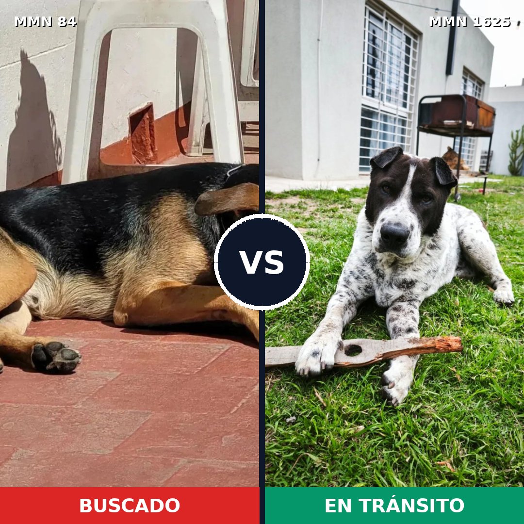 Comparativa MMS 33892: mascota perdida y mascota encontrada, 57% de similitud