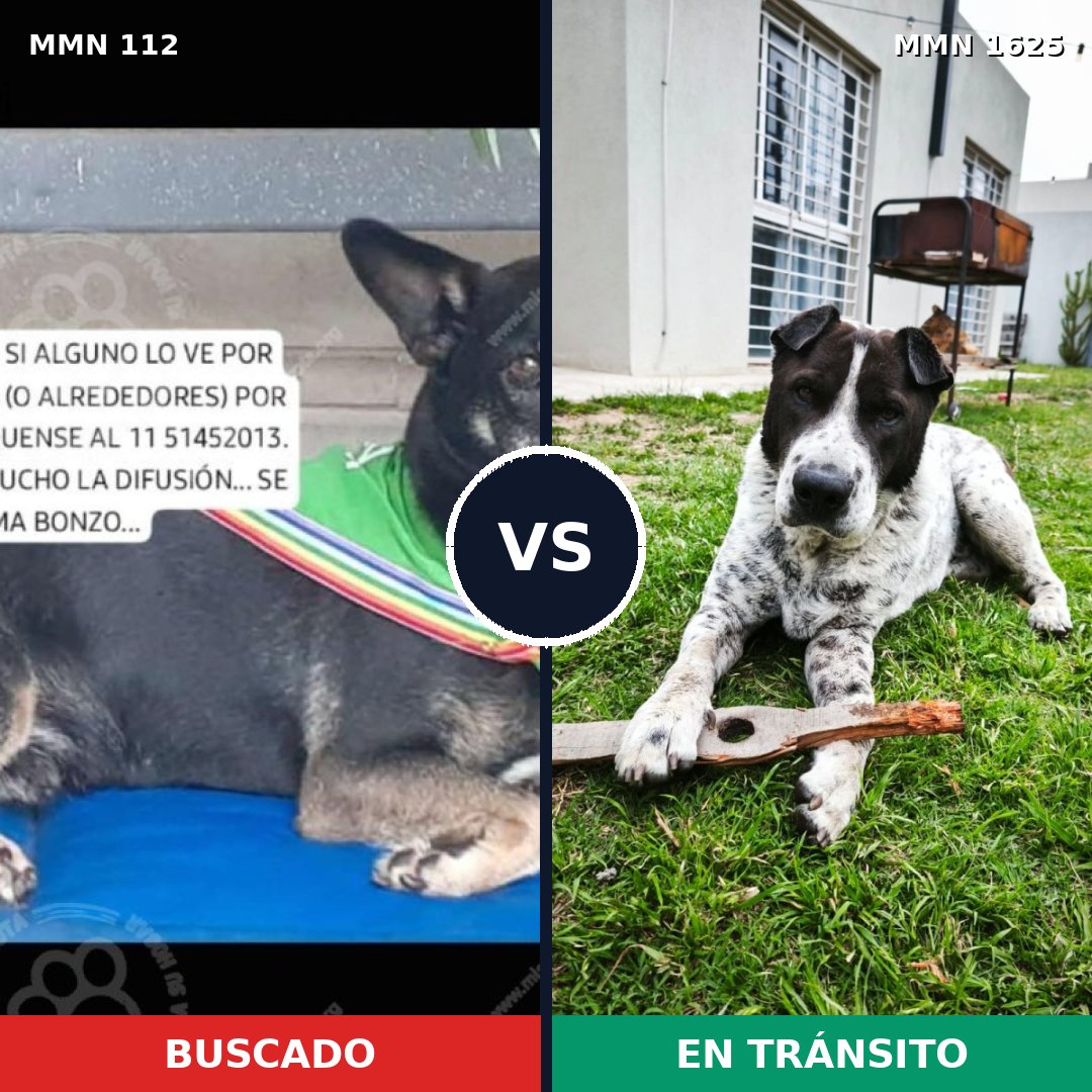 Comparativa MMS 33893: mascota perdida y mascota encontrada, 66% de similitud