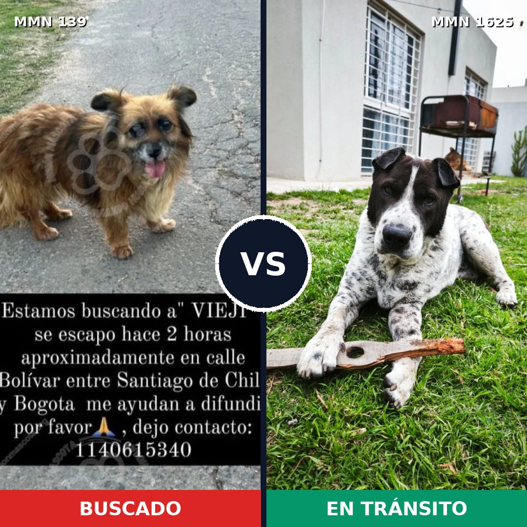 Comparativa MMS 33894: mascota perdida y mascota encontrada, 60% de similitud