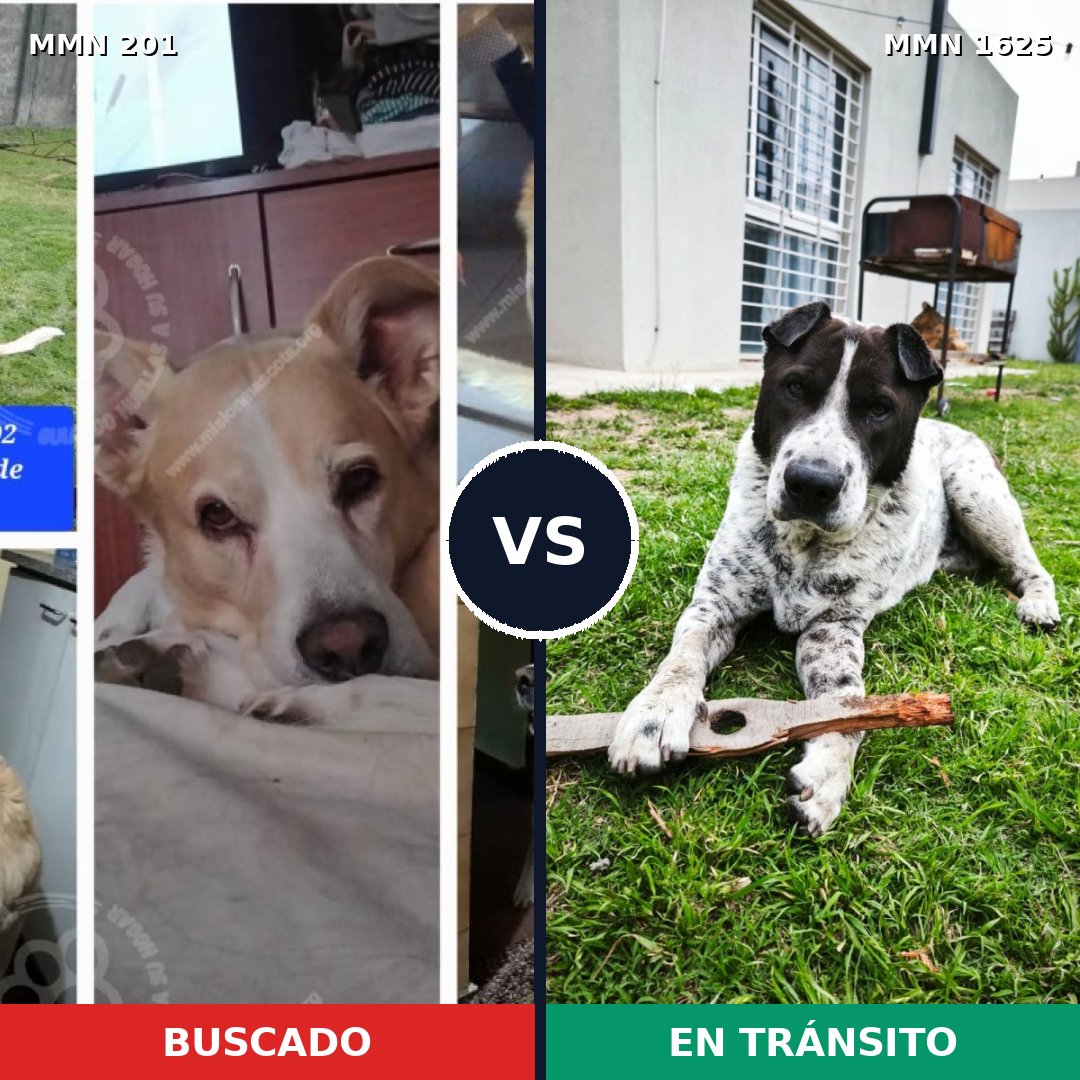 Comparativa MMS 33895: mascota perdida y mascota encontrada, 66% de similitud