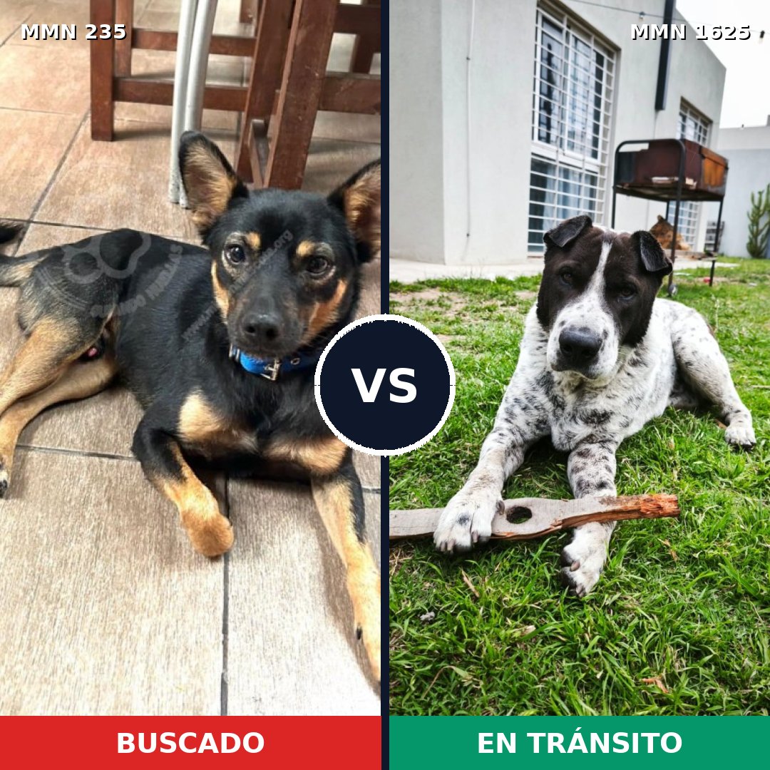 Comparativa MMS 33896: mascota perdida y mascota encontrada, 52% de similitud