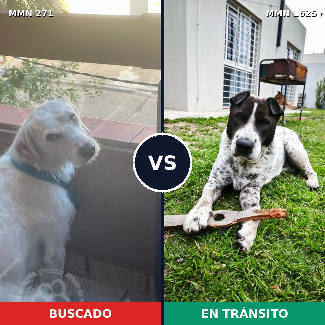 Comparativa MMS 33897: mascota perdida y mascota encontrada, 69% de similitud