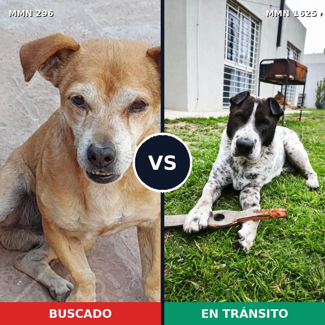 Comparativa MMS 33898: mascota perdida y mascota encontrada, 62% de similitud