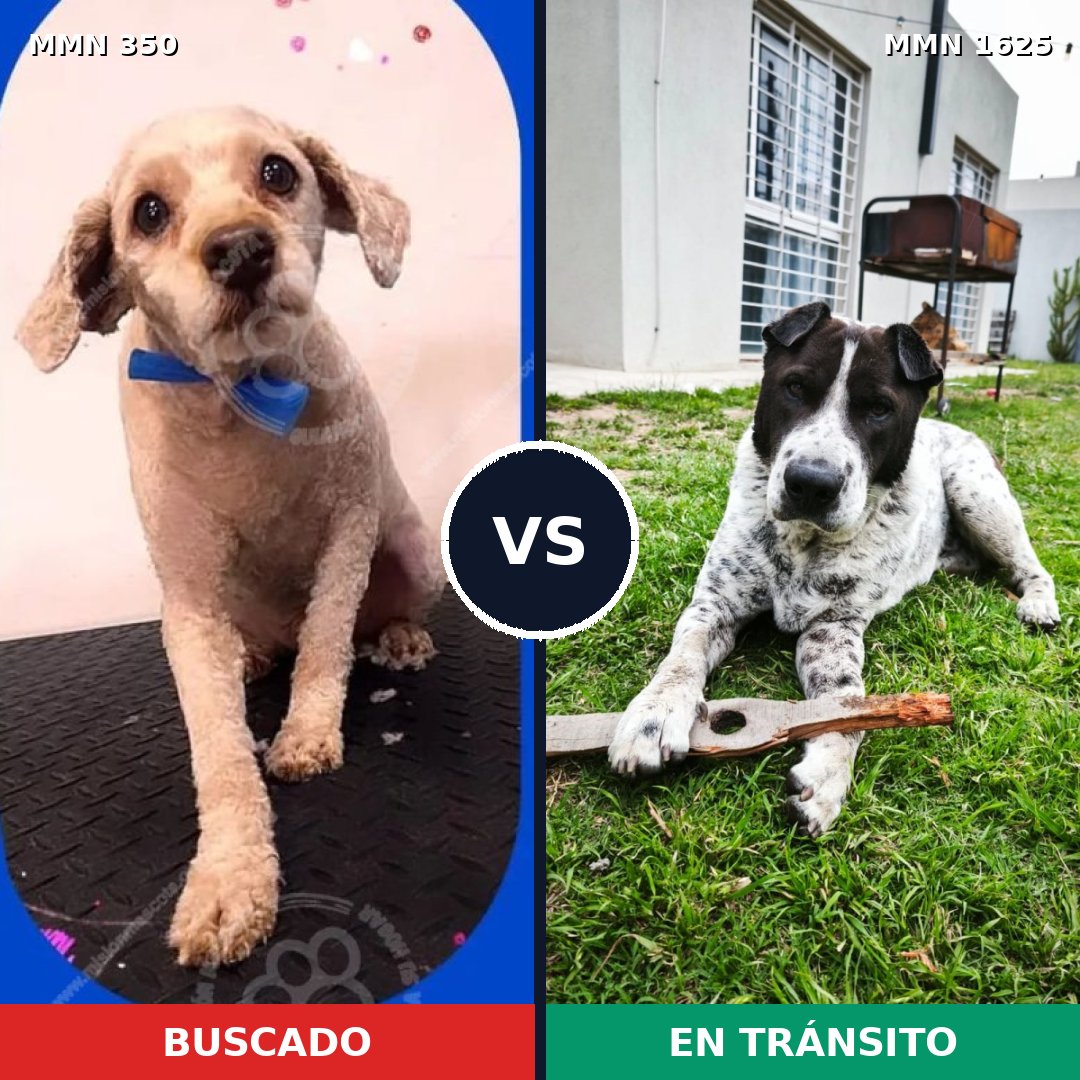 Comparativa MMS 33899: mascota perdida y mascota encontrada, 42% de similitud