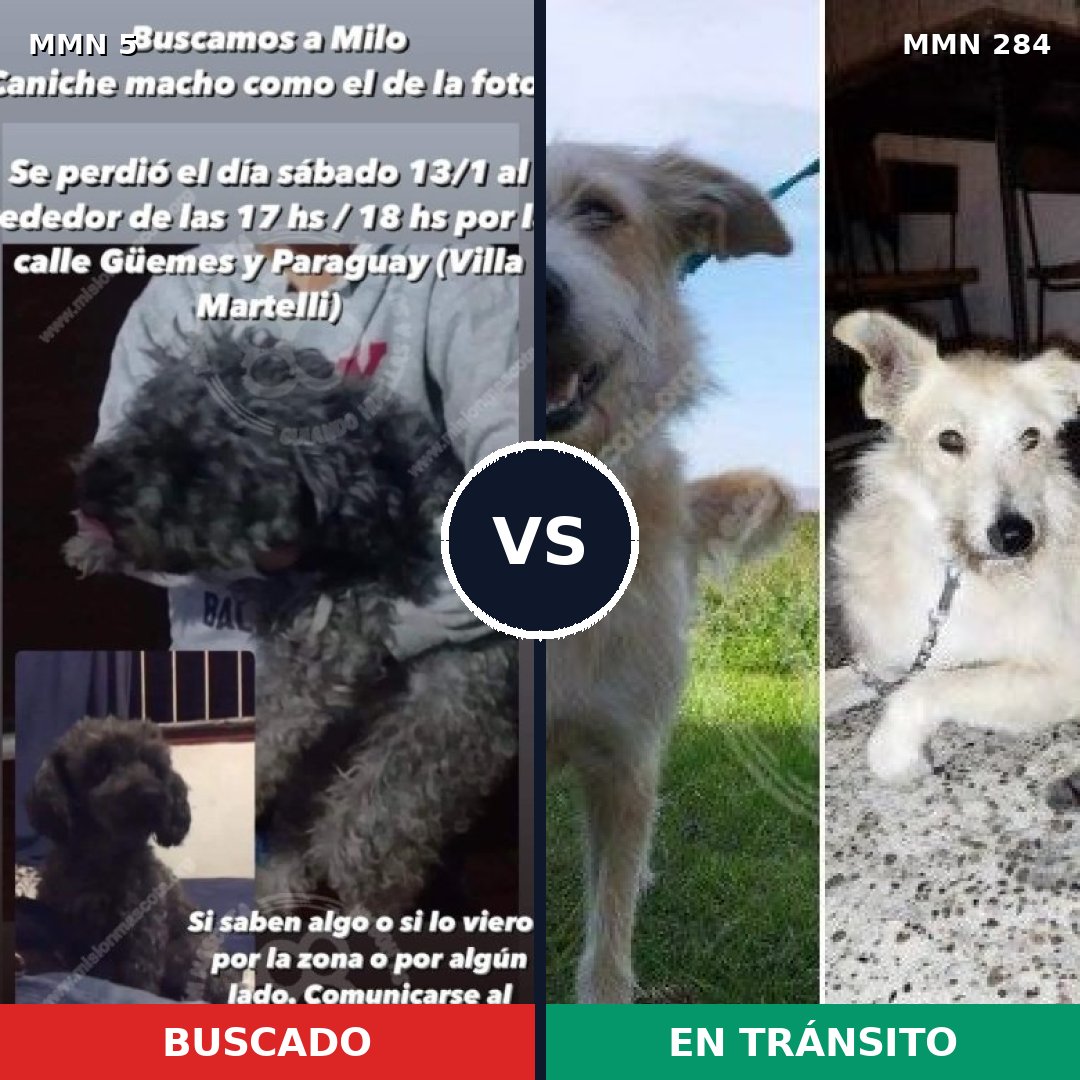 Comparativa MMS 339: mascota perdida y mascota encontrada, 32% de similitud