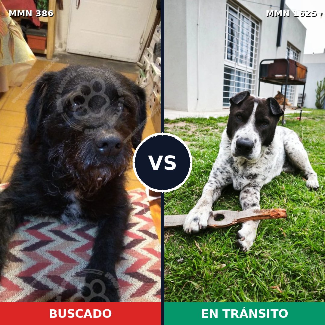 Comparativa MMS 33900: mascota perdida y mascota encontrada, 71% de similitud