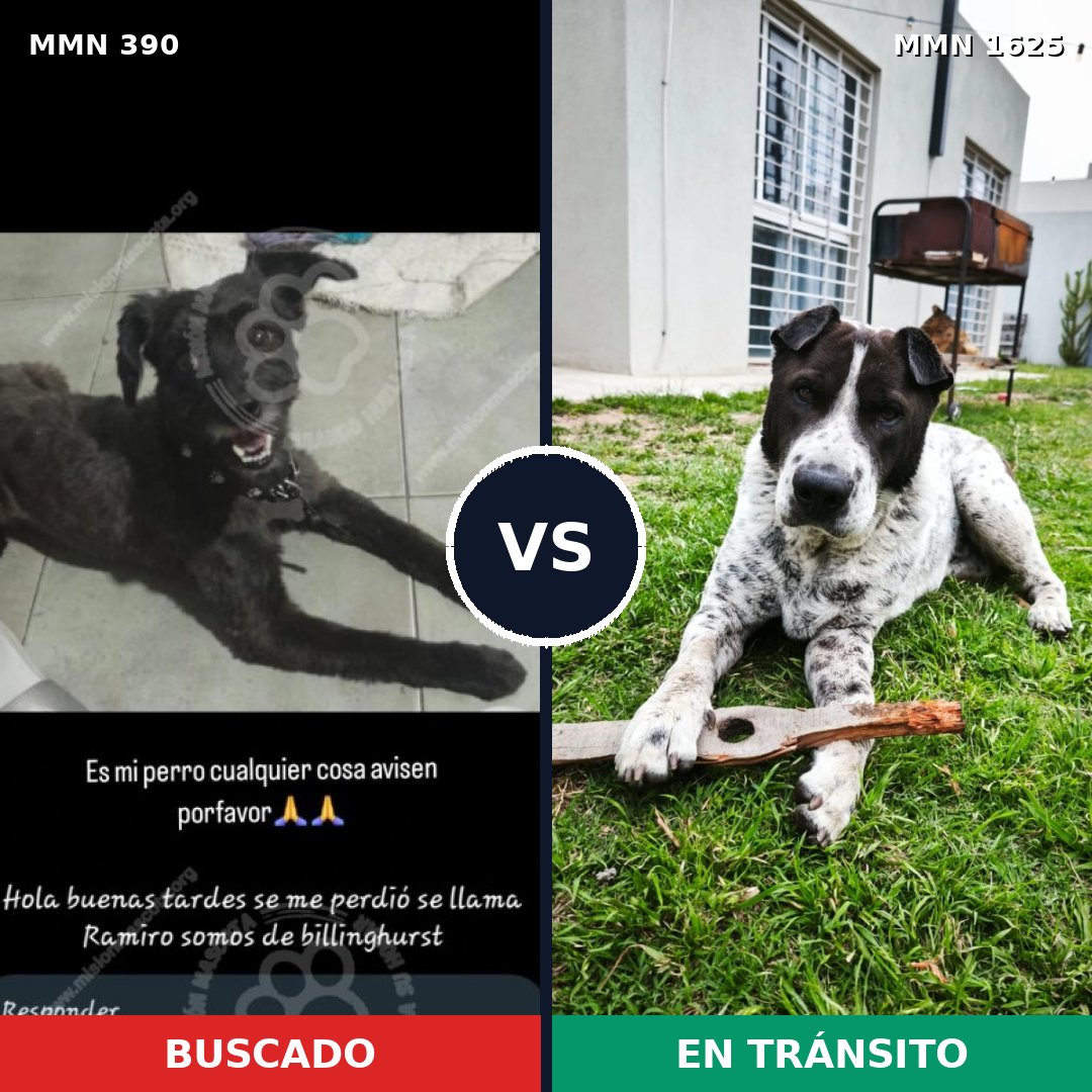 Comparativa MMS 33901: mascota perdida y mascota encontrada, 46% de similitud
