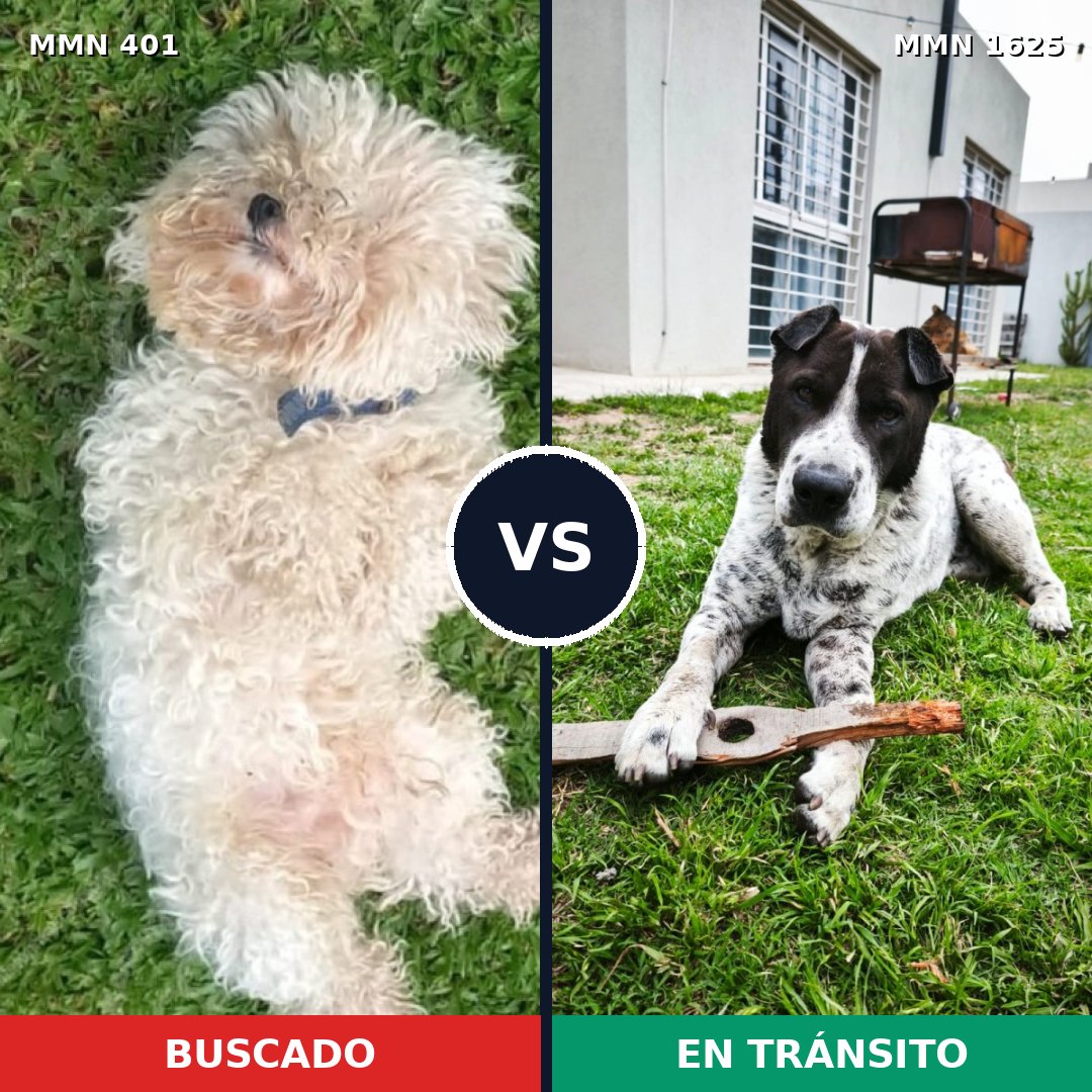 Comparativa MMS 33902: mascota perdida y mascota encontrada, 23% de similitud