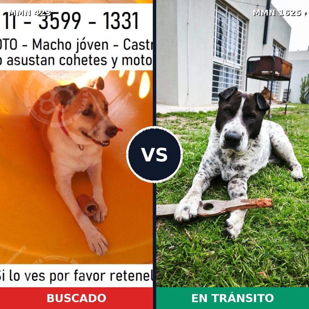Comparativa MMS 33904: mascota perdida y mascota encontrada, 66% de similitud