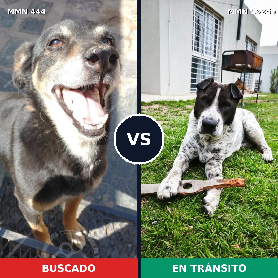 Comparativa MMS 33906: mascota perdida y mascota encontrada, 57% de similitud
