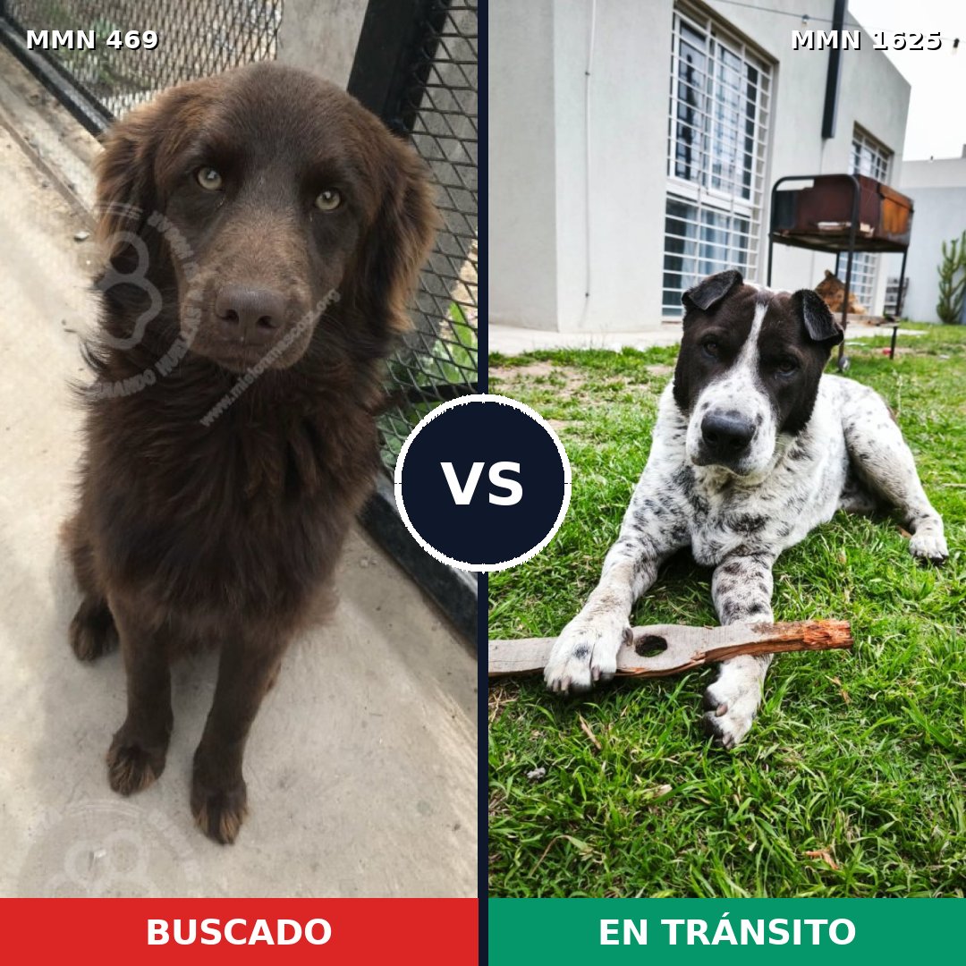 Comparativa MMS 33908: mascota perdida y mascota encontrada, 63% de similitud