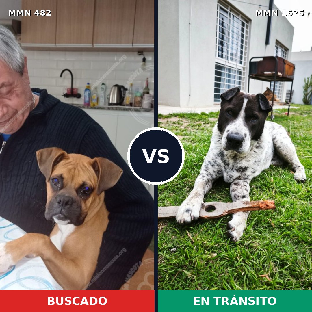 Comparativa MMS 33910: mascota perdida y mascota encontrada, 36% de similitud