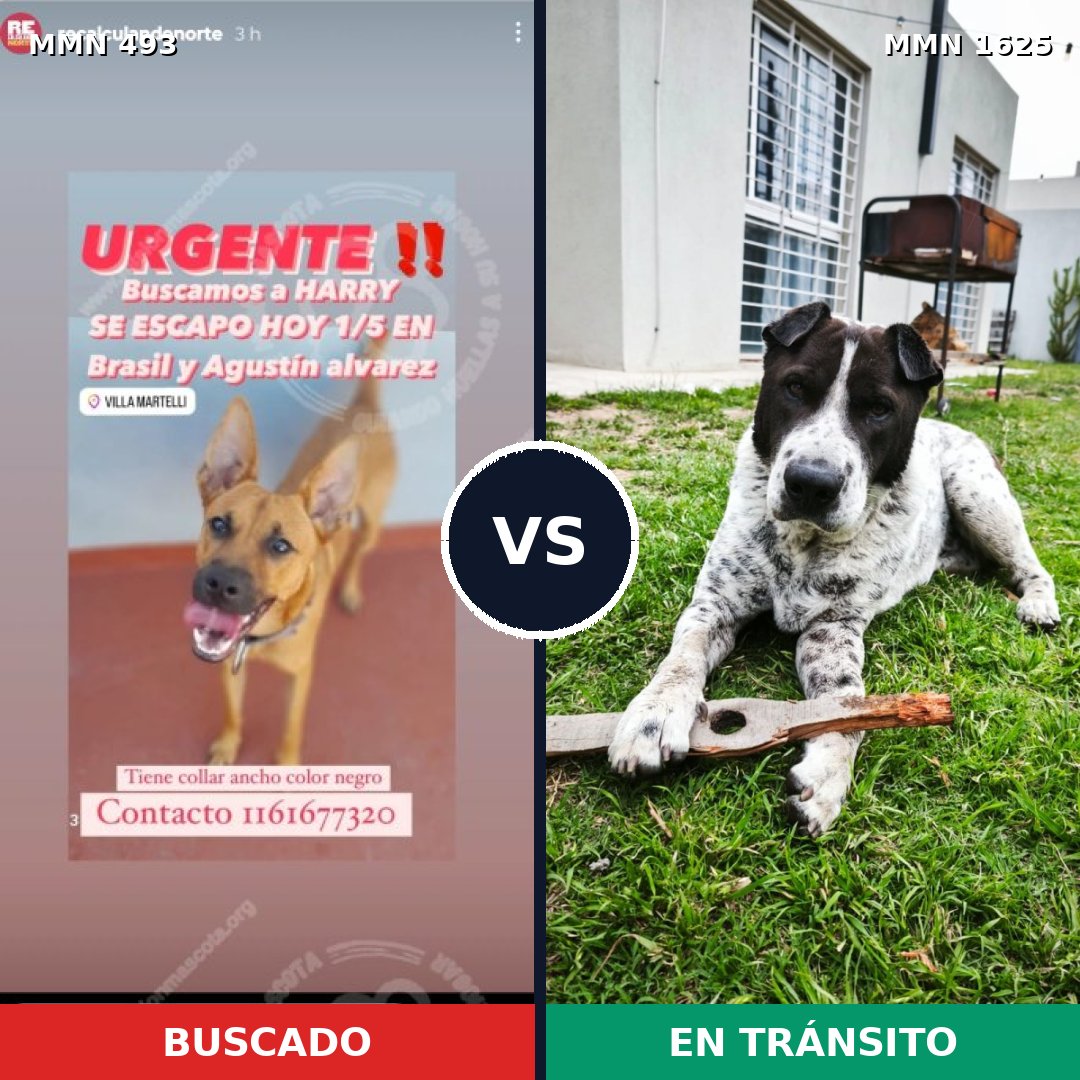 Comparativa MMS 33912: mascota perdida y mascota encontrada, 65% de similitud