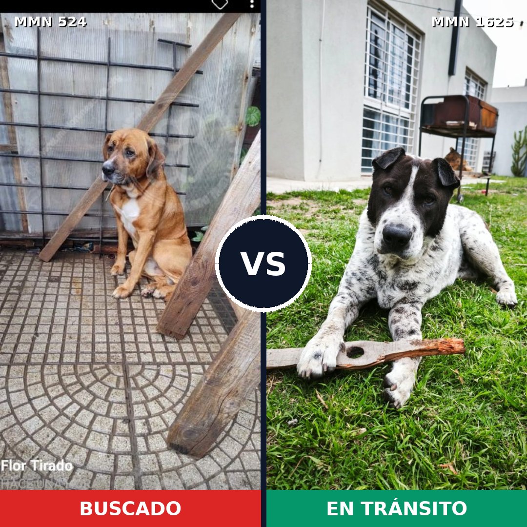 Comparativa MMS 33913: mascota perdida y mascota encontrada, 60% de similitud