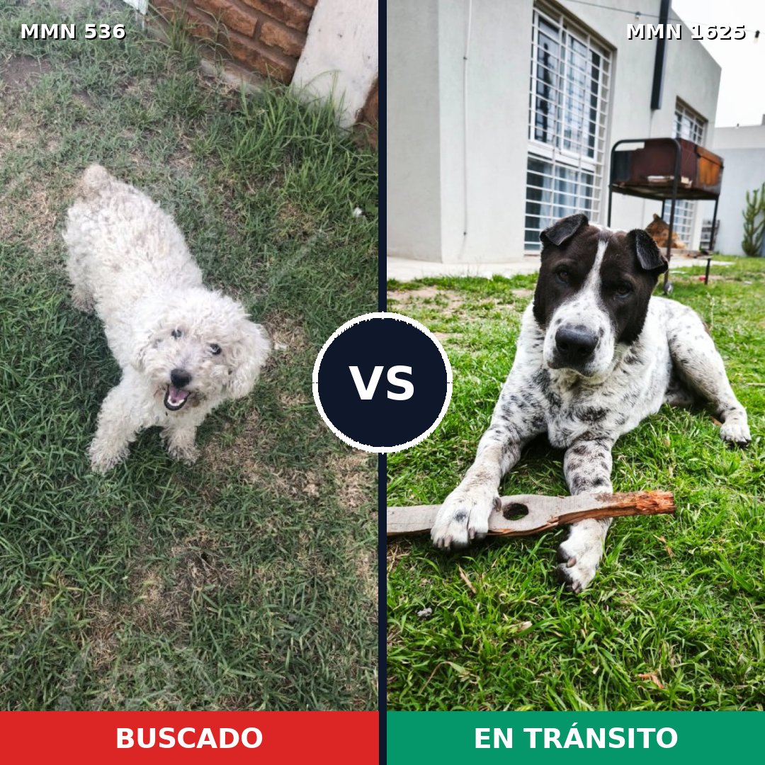 Comparativa MMS 33916: mascota perdida y mascota encontrada, 36% de similitud