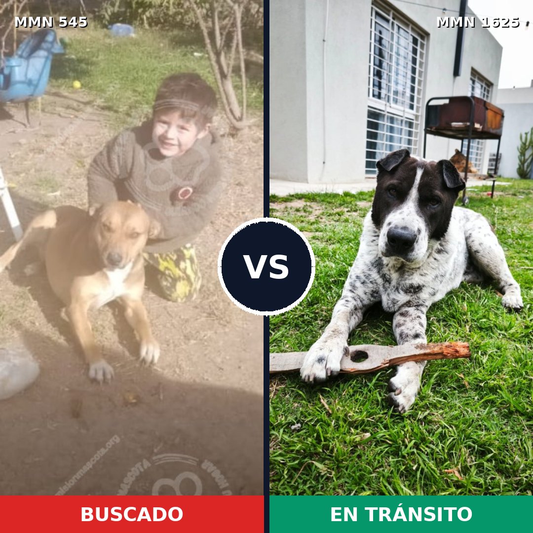 Comparativa MMS 33917: mascota perdida y mascota encontrada, 47% de similitud