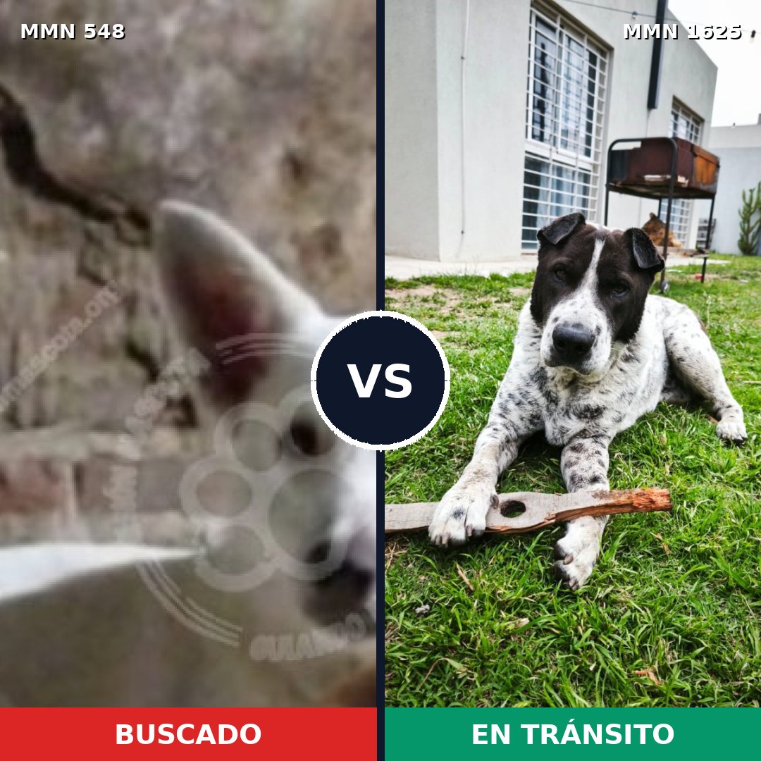 Comparativa MMS 33918: mascota perdida y mascota encontrada, 63% de similitud