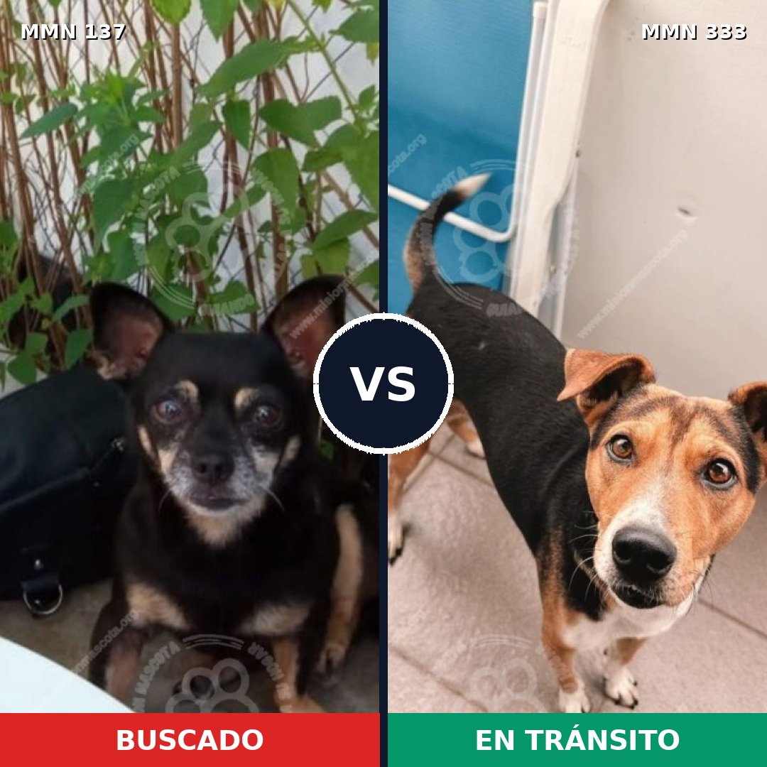 Comparativa MMS 3392: mascota perdida y mascota encontrada, 27% de similitud