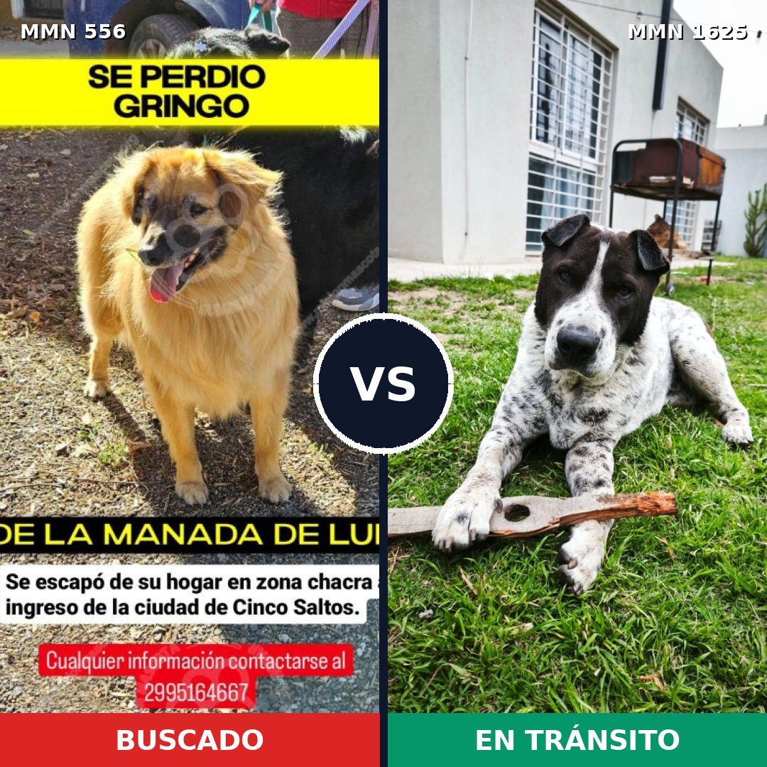 Comparativa MMS 33920: mascota perdida y mascota encontrada, 61% de similitud