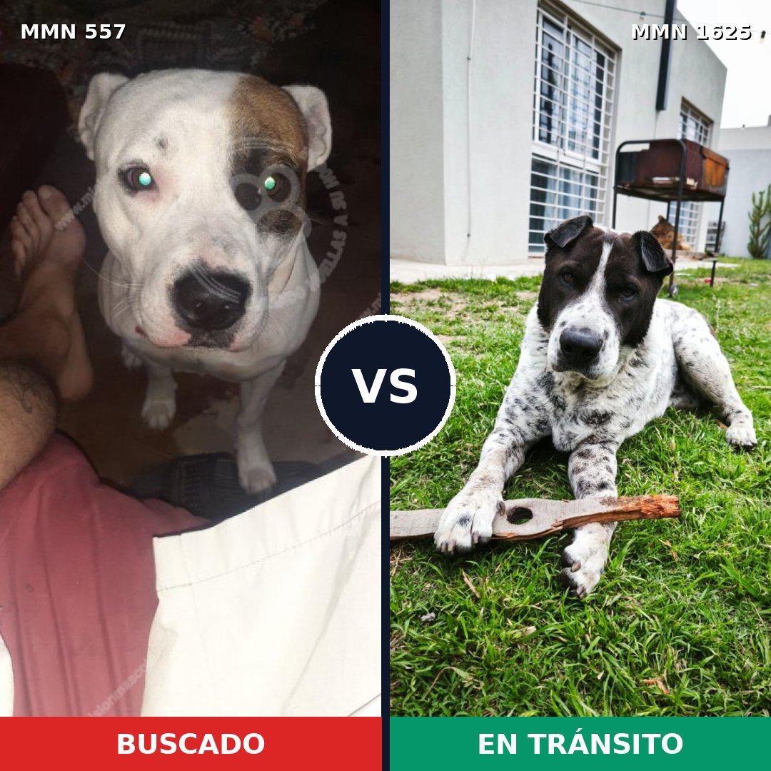 Comparativa MMS 33921: mascota perdida y mascota encontrada, 52% de similitud