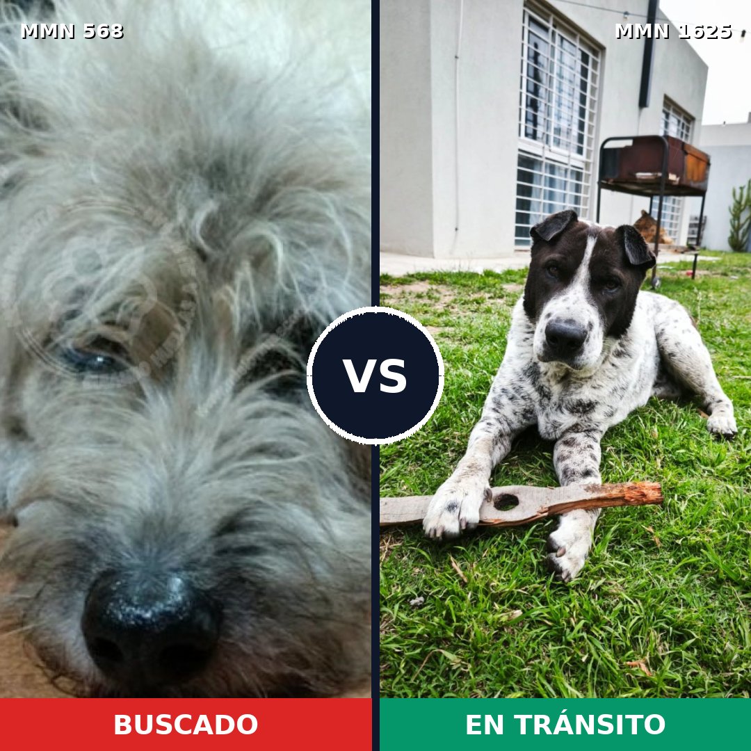 Comparativa MMS 33922: mascota perdida y mascota encontrada, 63% de similitud