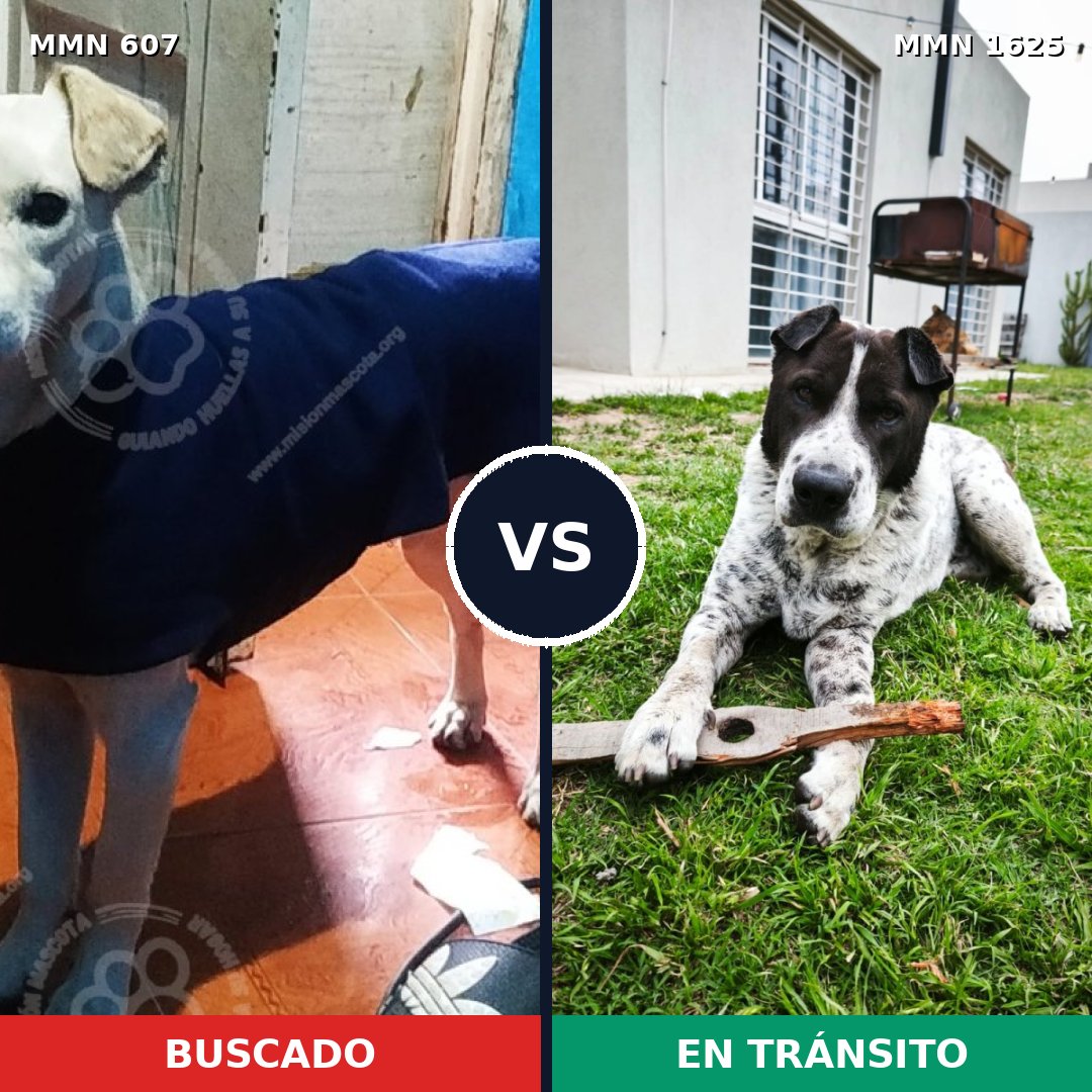 Comparativa MMS 33925: mascota perdida y mascota encontrada, 78% de similitud