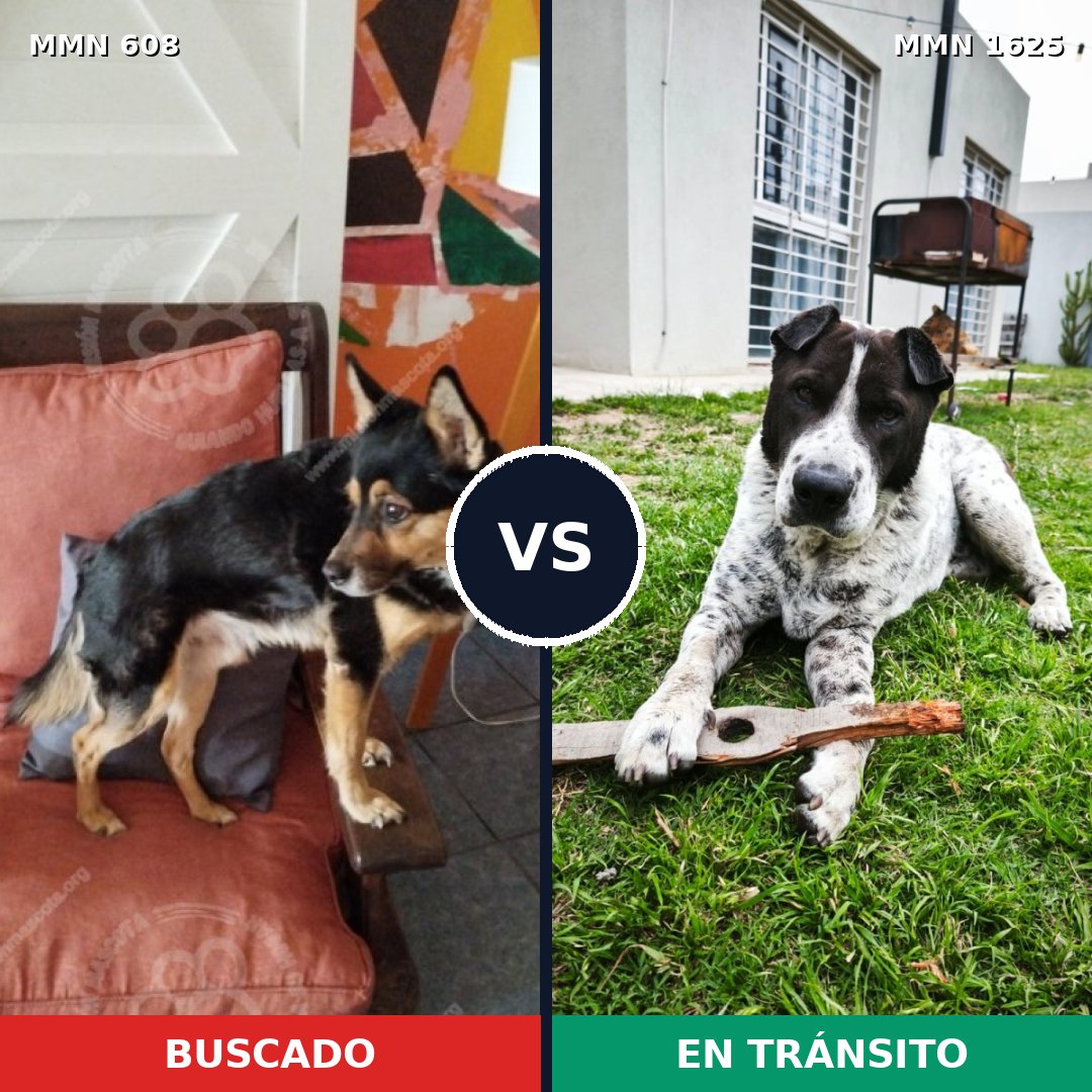 Comparativa MMS 33926: mascota perdida y mascota encontrada, 70% de similitud
