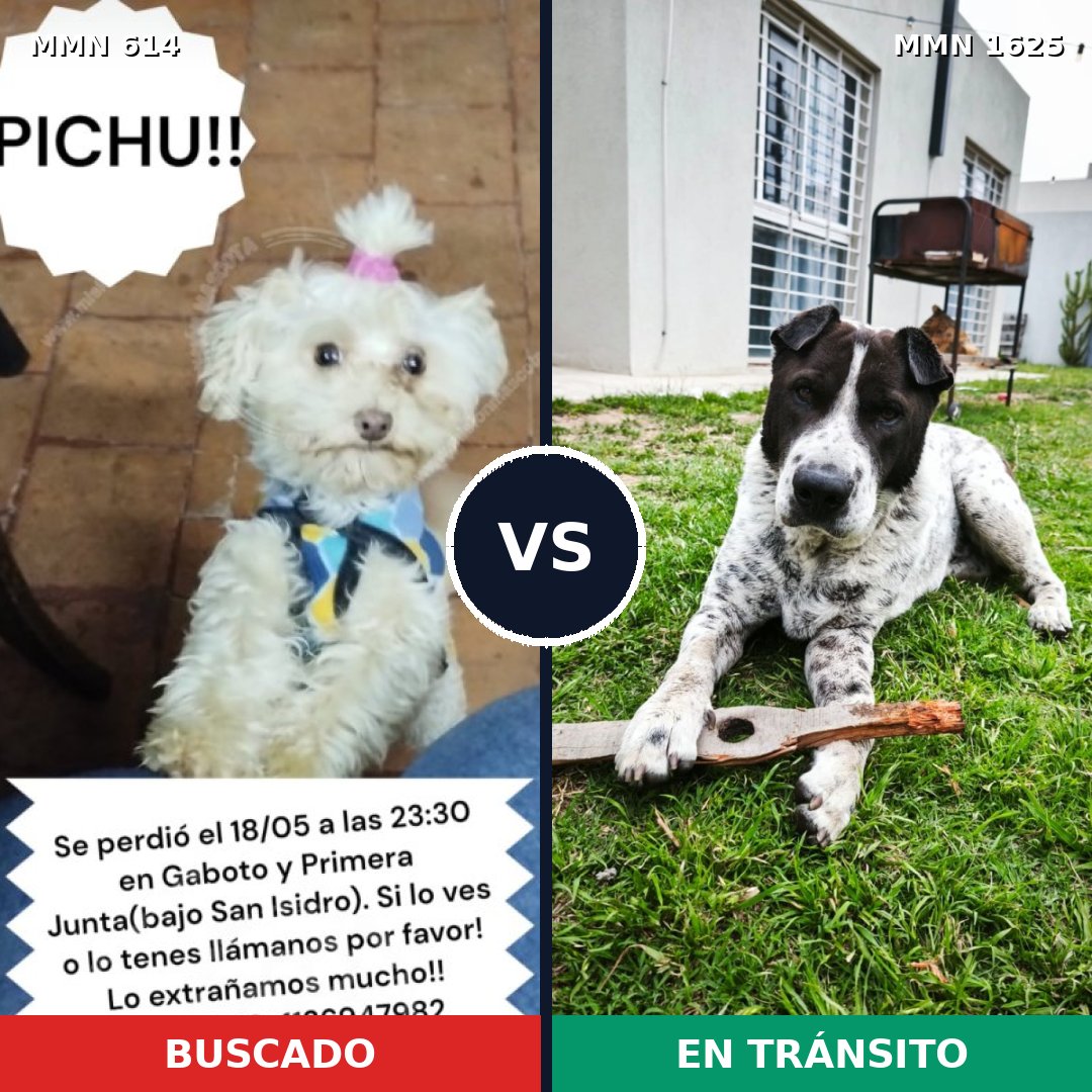 Comparativa MMS 33927: mascota perdida y mascota encontrada, 30% de similitud