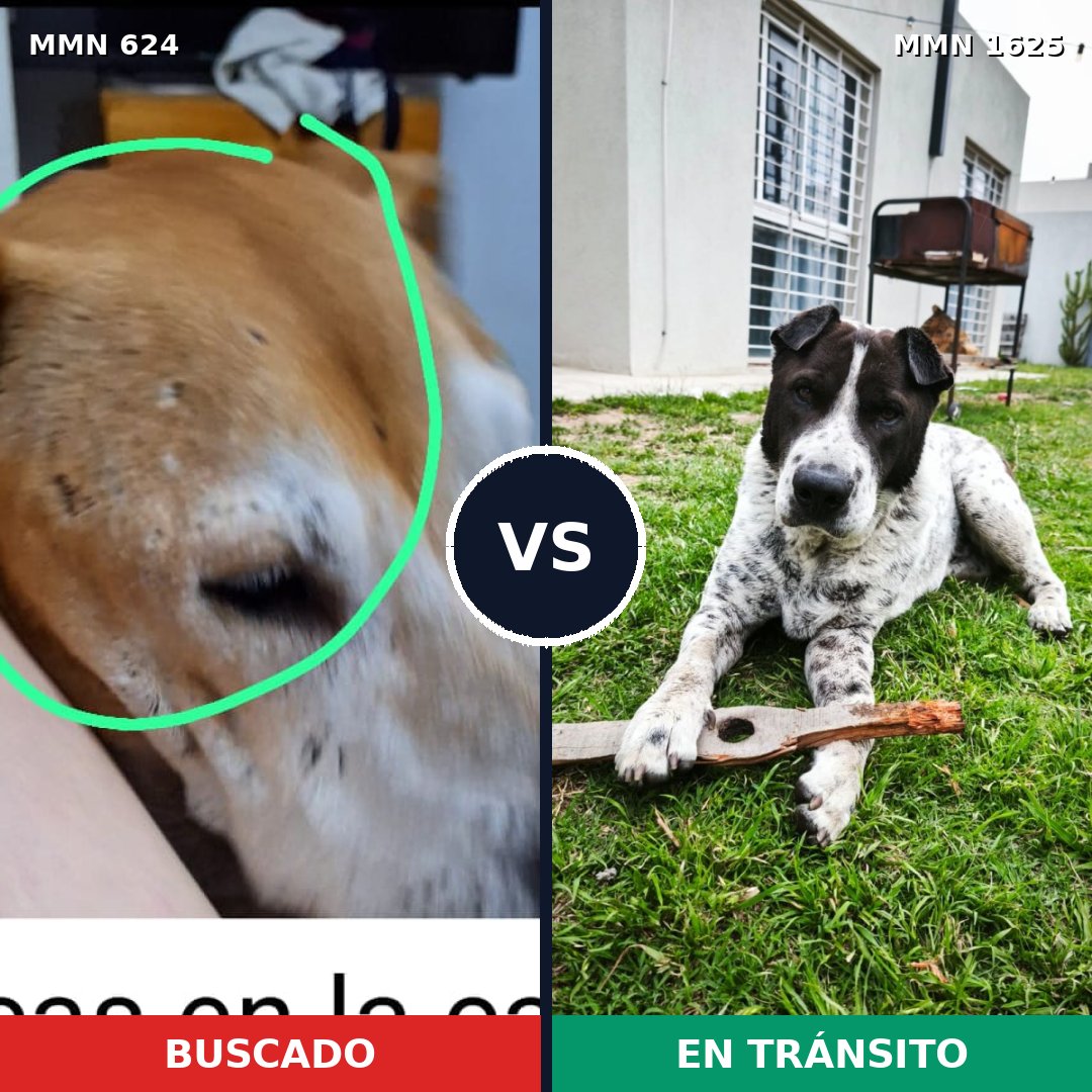 Comparativa MMS 33928: mascota perdida y mascota encontrada, 30% de similitud