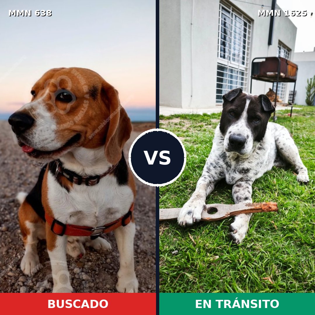 Comparativa MMS 33931: mascota perdida y mascota encontrada, 32% de similitud