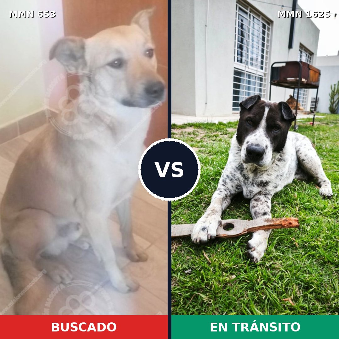 Comparativa MMS 33934: mascota perdida y mascota encontrada, 68% de similitud