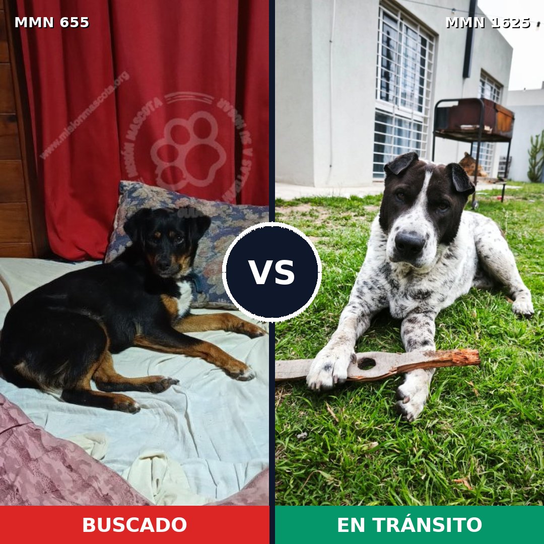 Comparativa MMS 33935: mascota perdida y mascota encontrada, 50% de similitud
