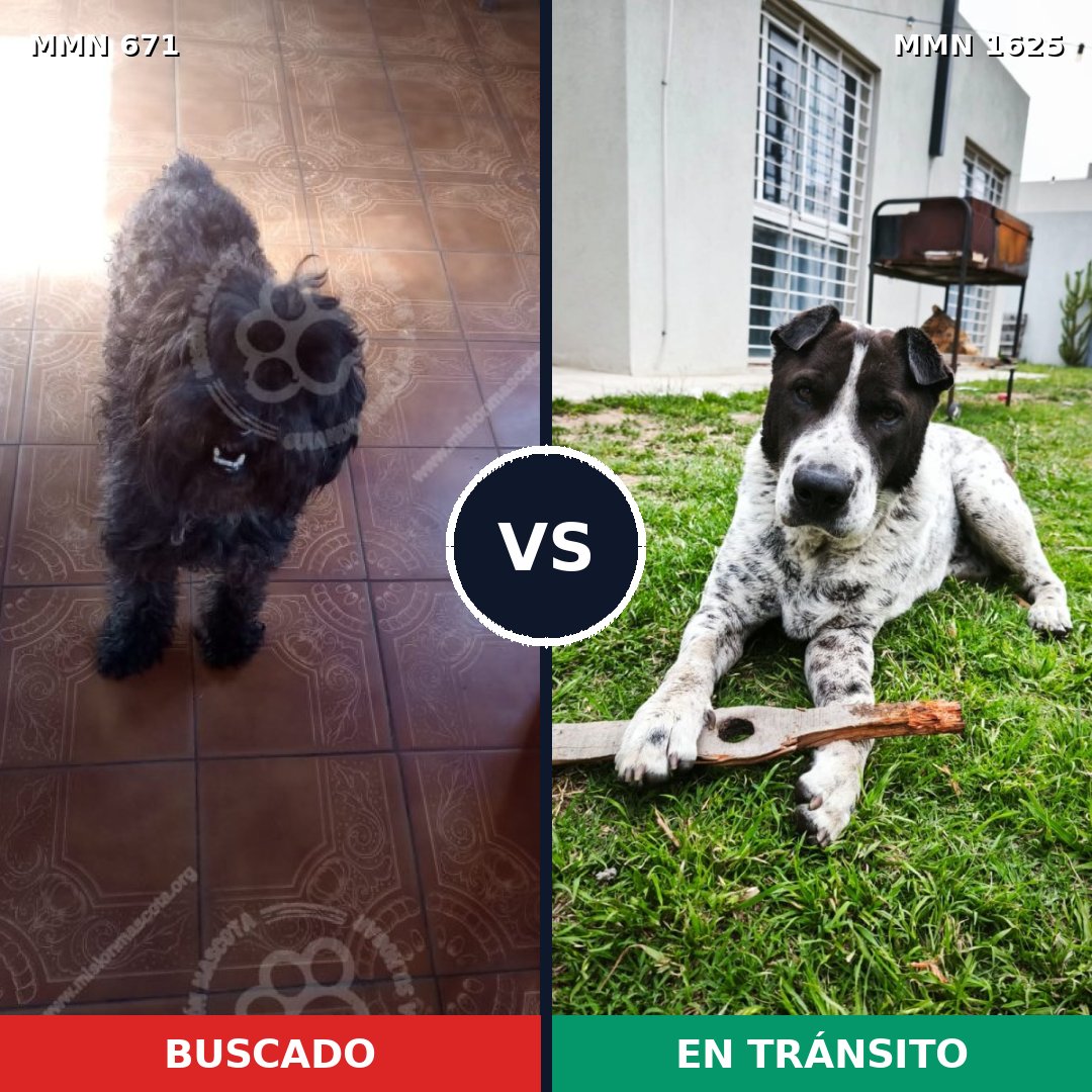 Comparativa MMS 33936: mascota perdida y mascota encontrada, 29% de similitud