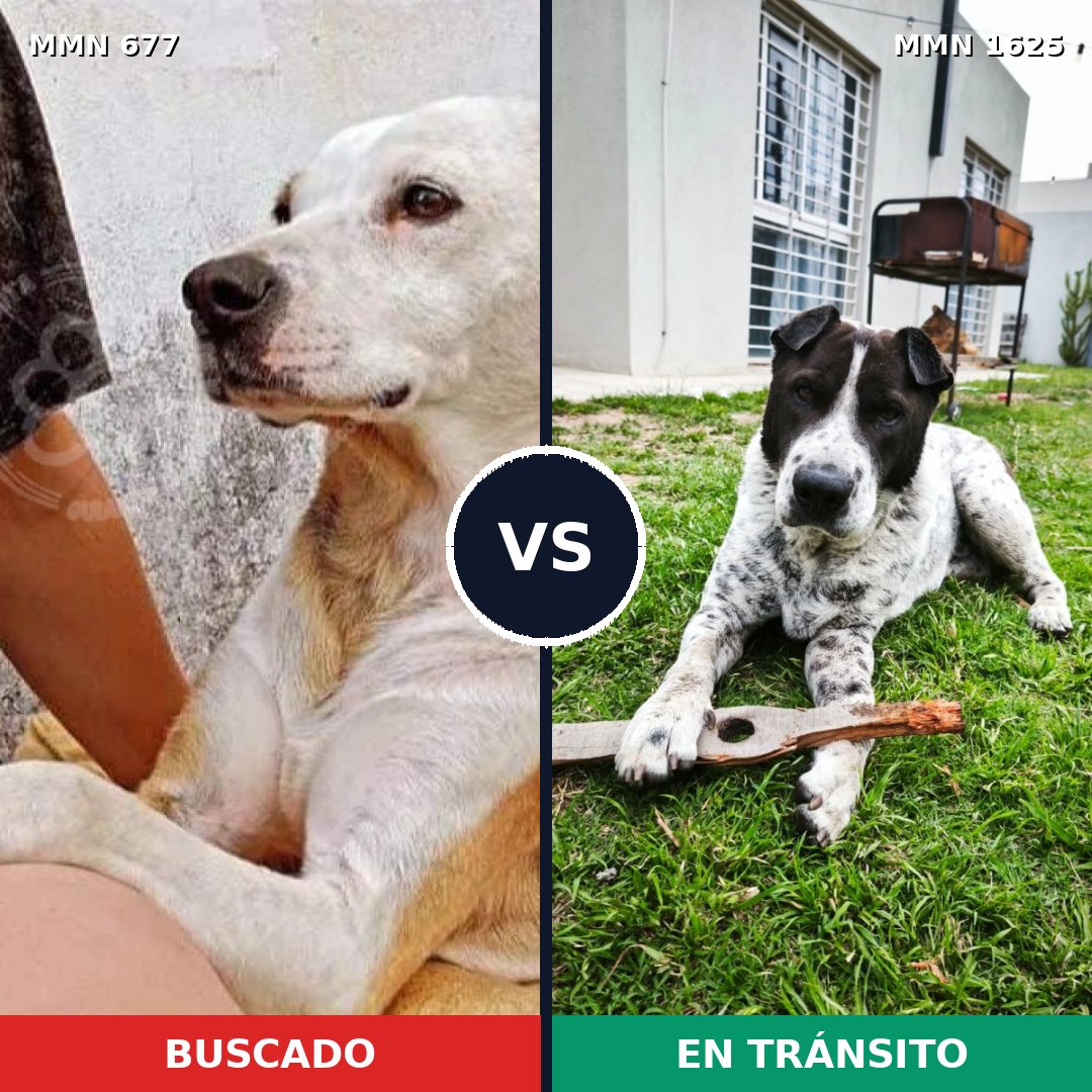 Comparativa MMS 33937: mascota perdida y mascota encontrada, 79% de similitud