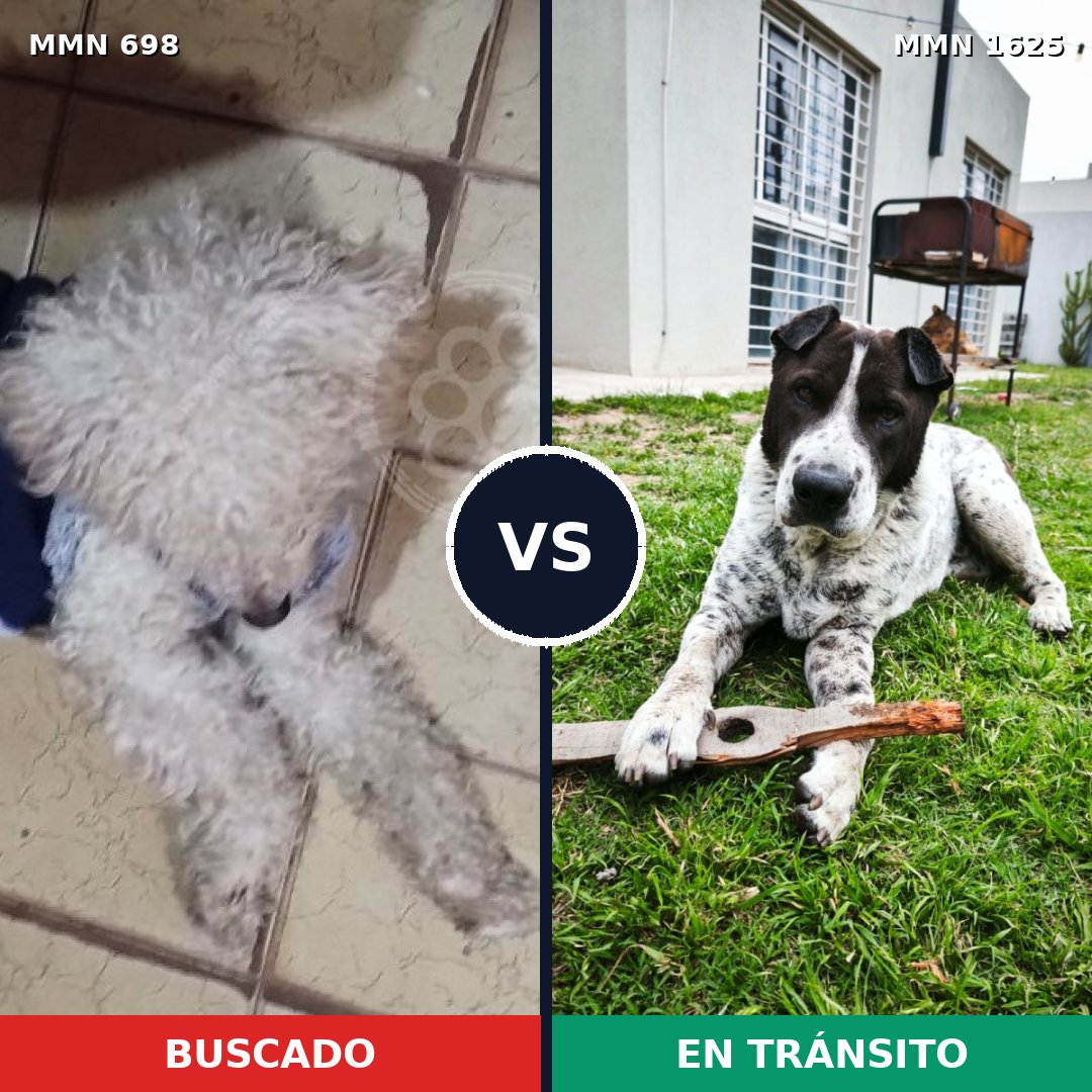 Comparativa MMS 33938: mascota perdida y mascota encontrada, 39% de similitud