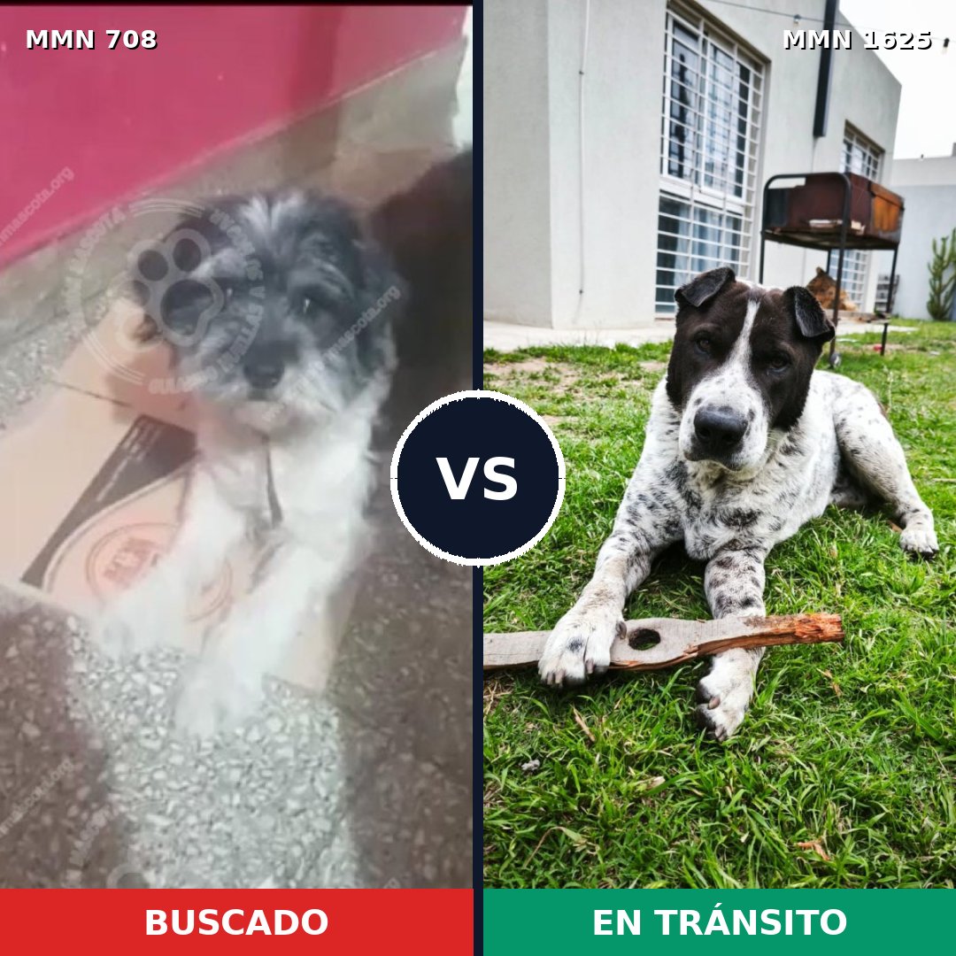 Comparativa MMS 33939: mascota perdida y mascota encontrada, 40% de similitud