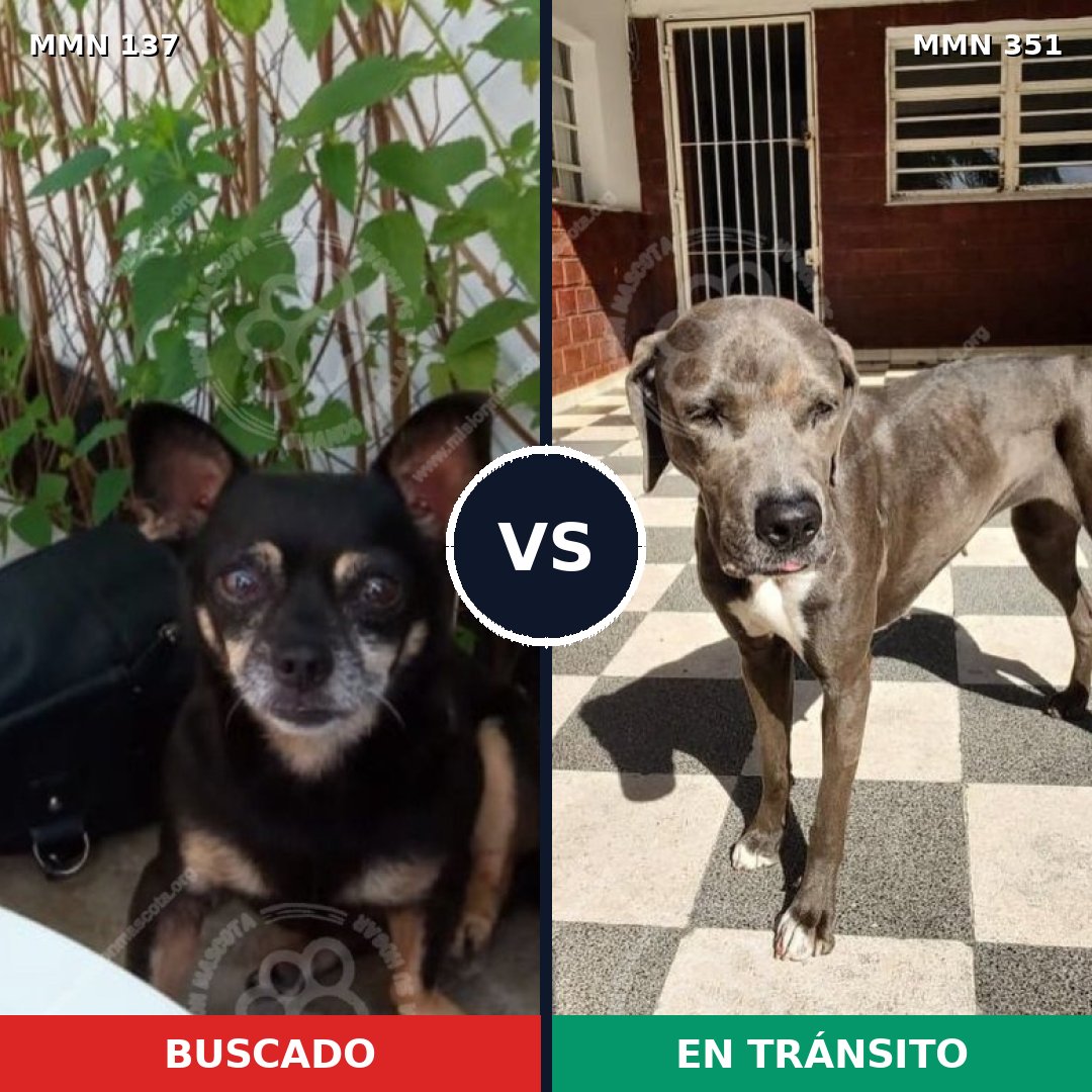 Comparativa MMS 3394: mascota perdida y mascota encontrada, 10% de similitud