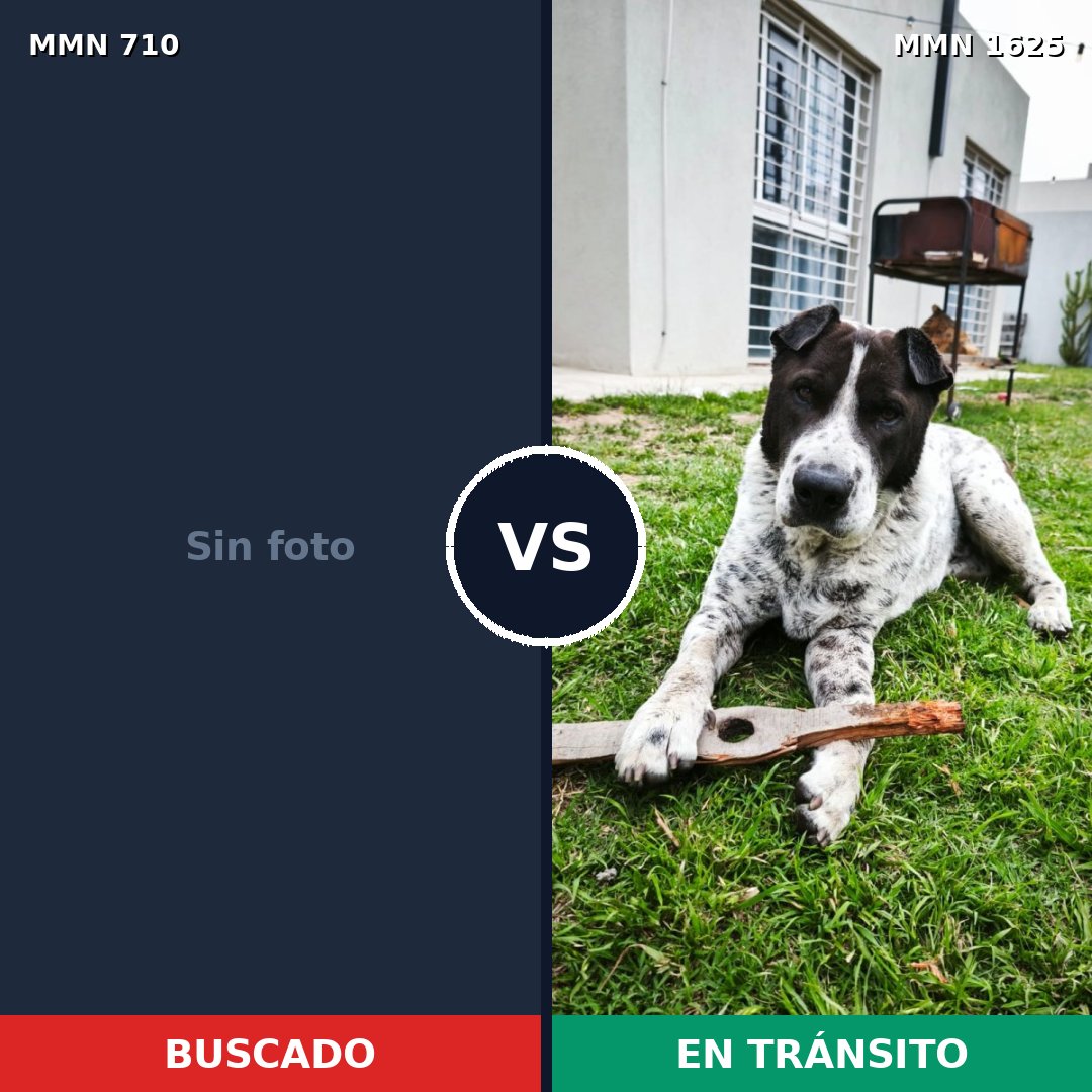 Comparativa MMS 33940: mascota perdida y mascota encontrada, 48% de similitud