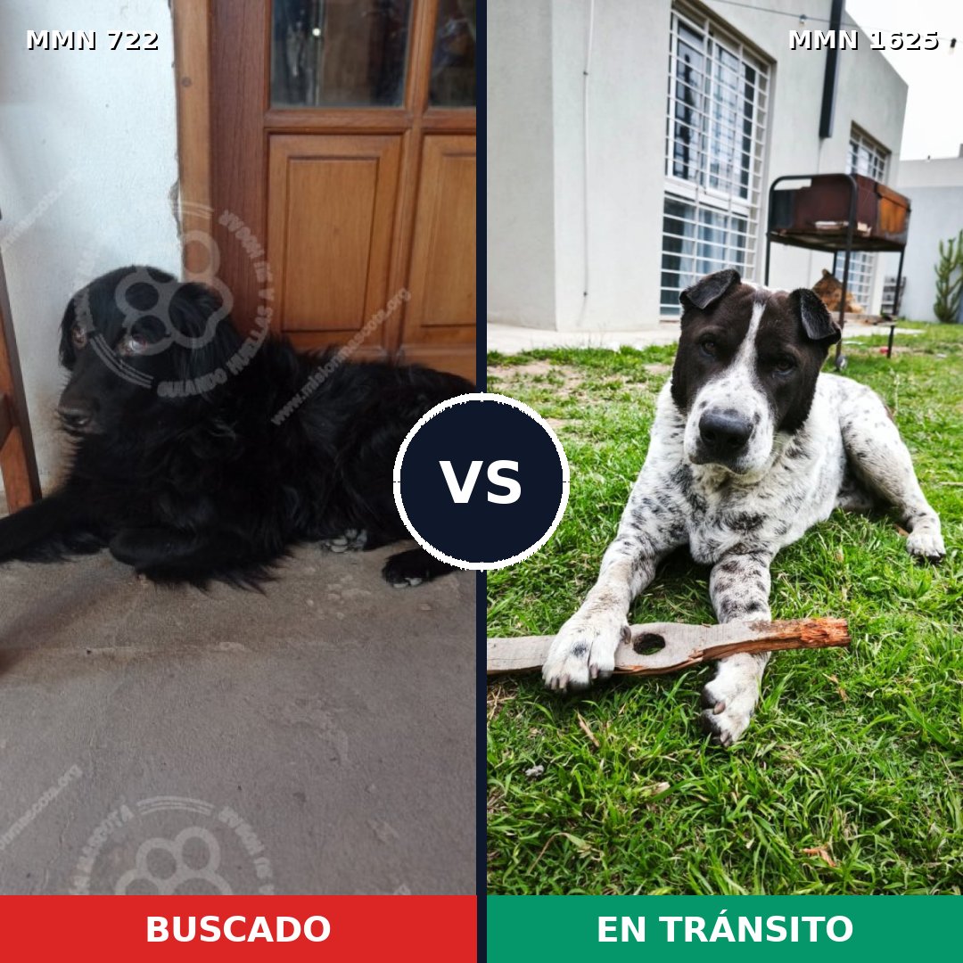 Comparativa MMS 33941: mascota perdida y mascota encontrada, 44% de similitud
