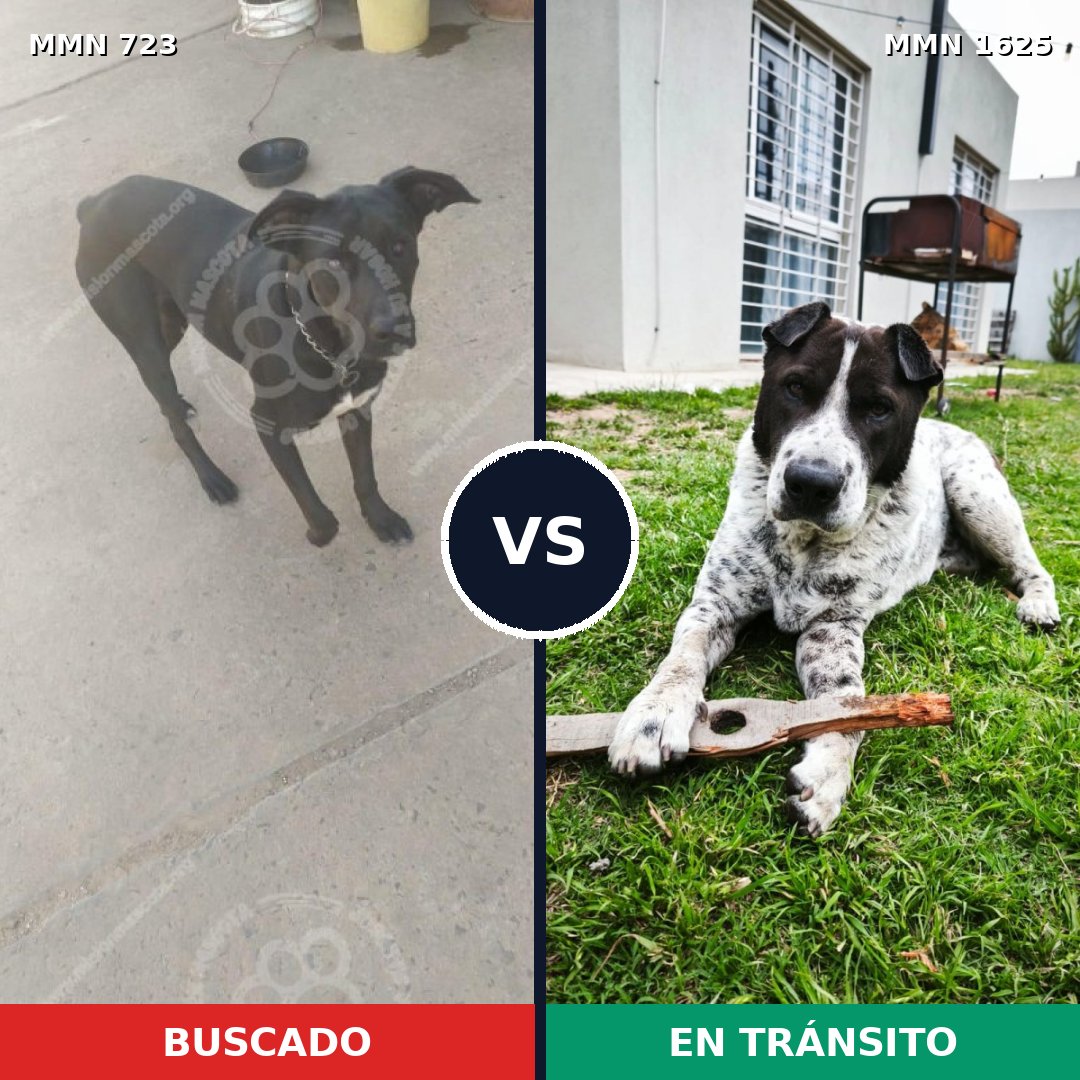 Comparativa MMS 33942: mascota perdida y mascota encontrada, 61% de similitud