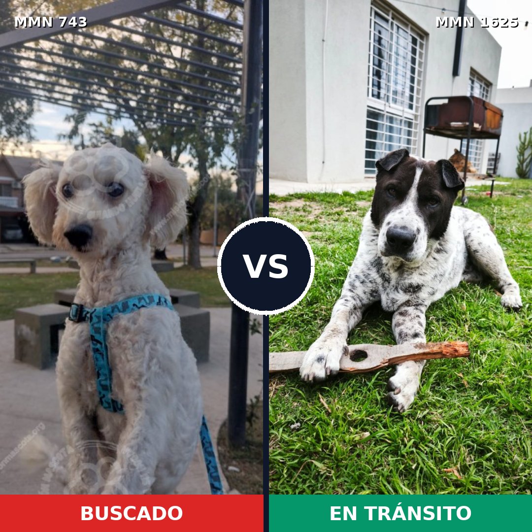 Comparativa MMS 33945: mascota perdida y mascota encontrada, 49% de similitud