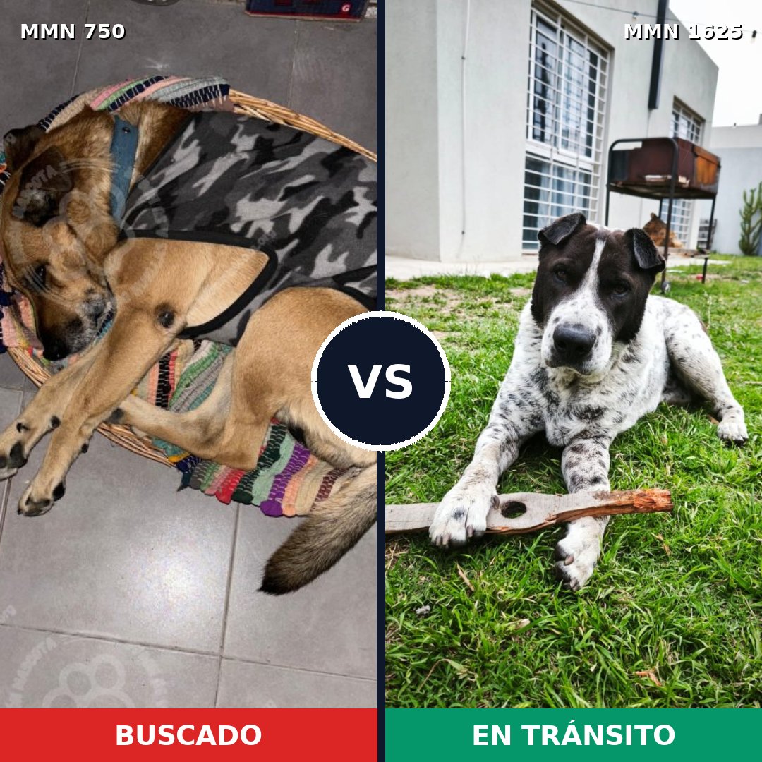 Comparativa MMS 33946: mascota perdida y mascota encontrada, 61% de similitud