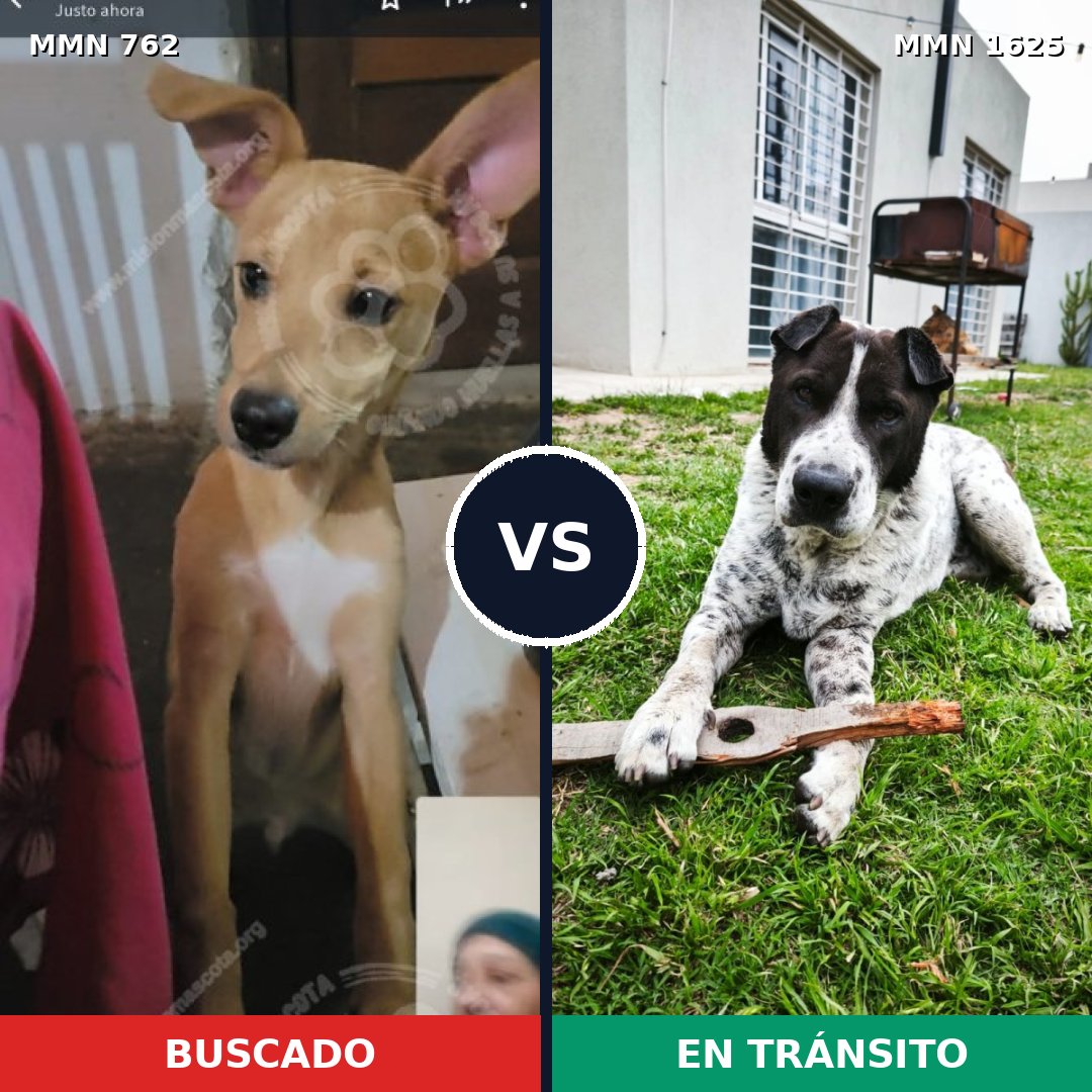 Comparativa MMS 33947: mascota perdida y mascota encontrada, 68% de similitud