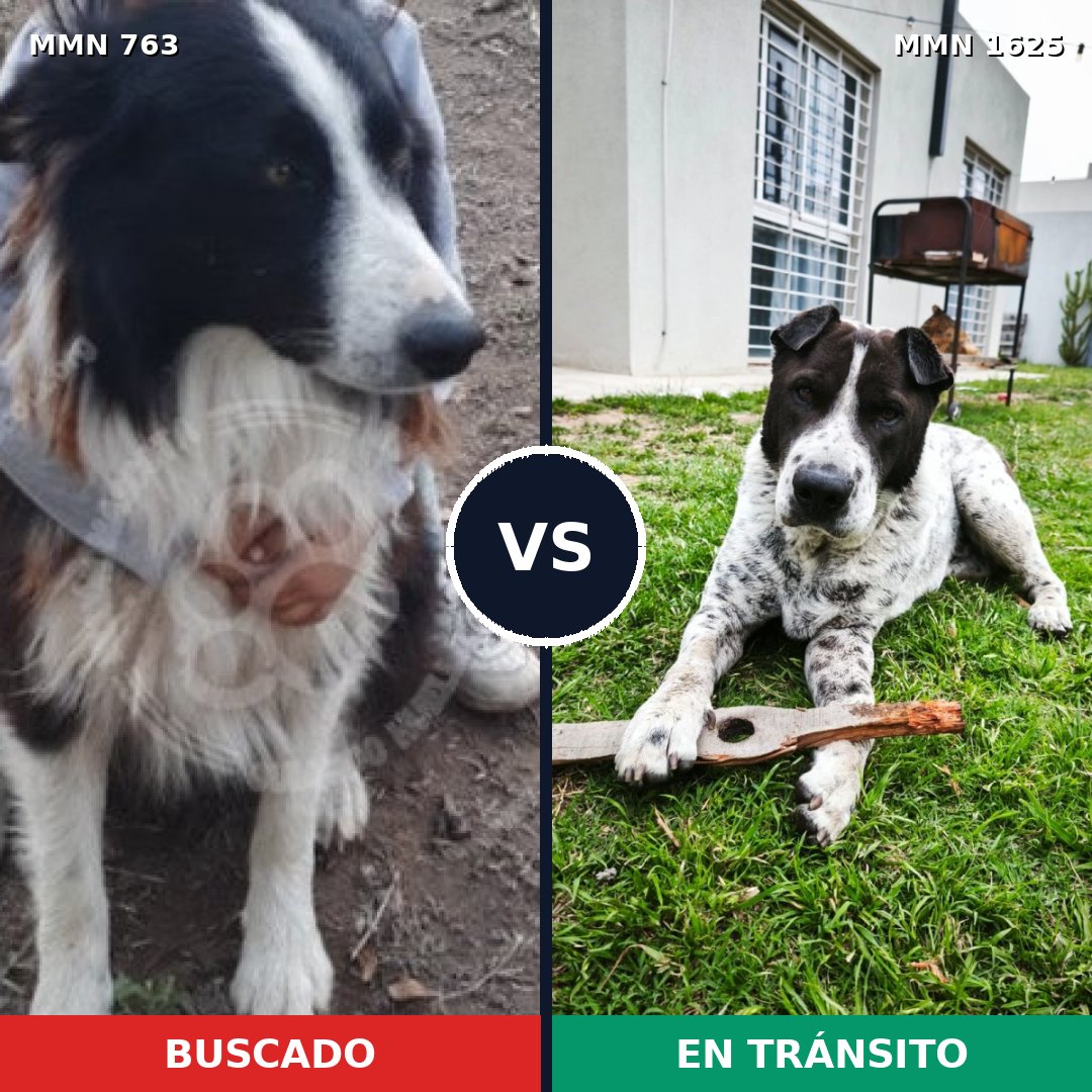 Comparativa MMS 33948: mascota perdida y mascota encontrada, 42% de similitud