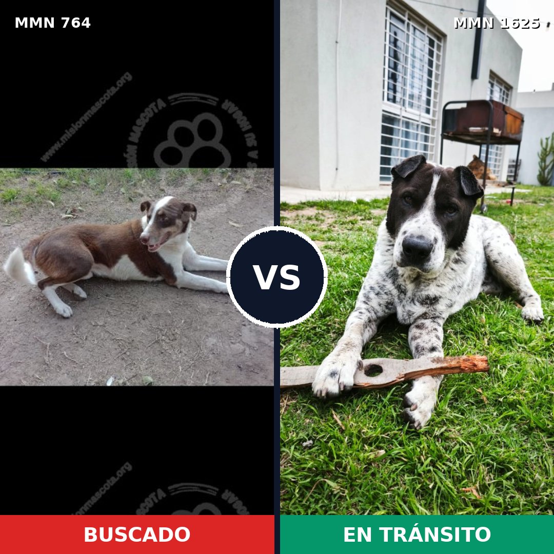 Comparativa MMS 33949: mascota perdida y mascota encontrada, 36% de similitud